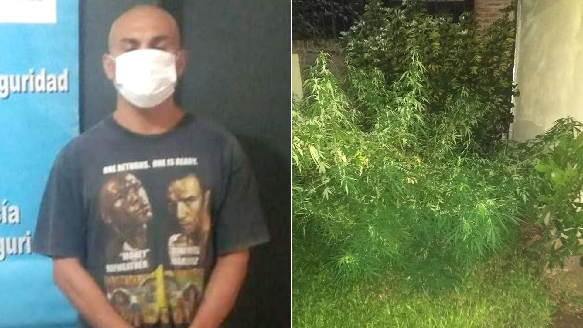 En la casa de Barrios, la policía encontró dos plantas de marihuana de gran tamaño
