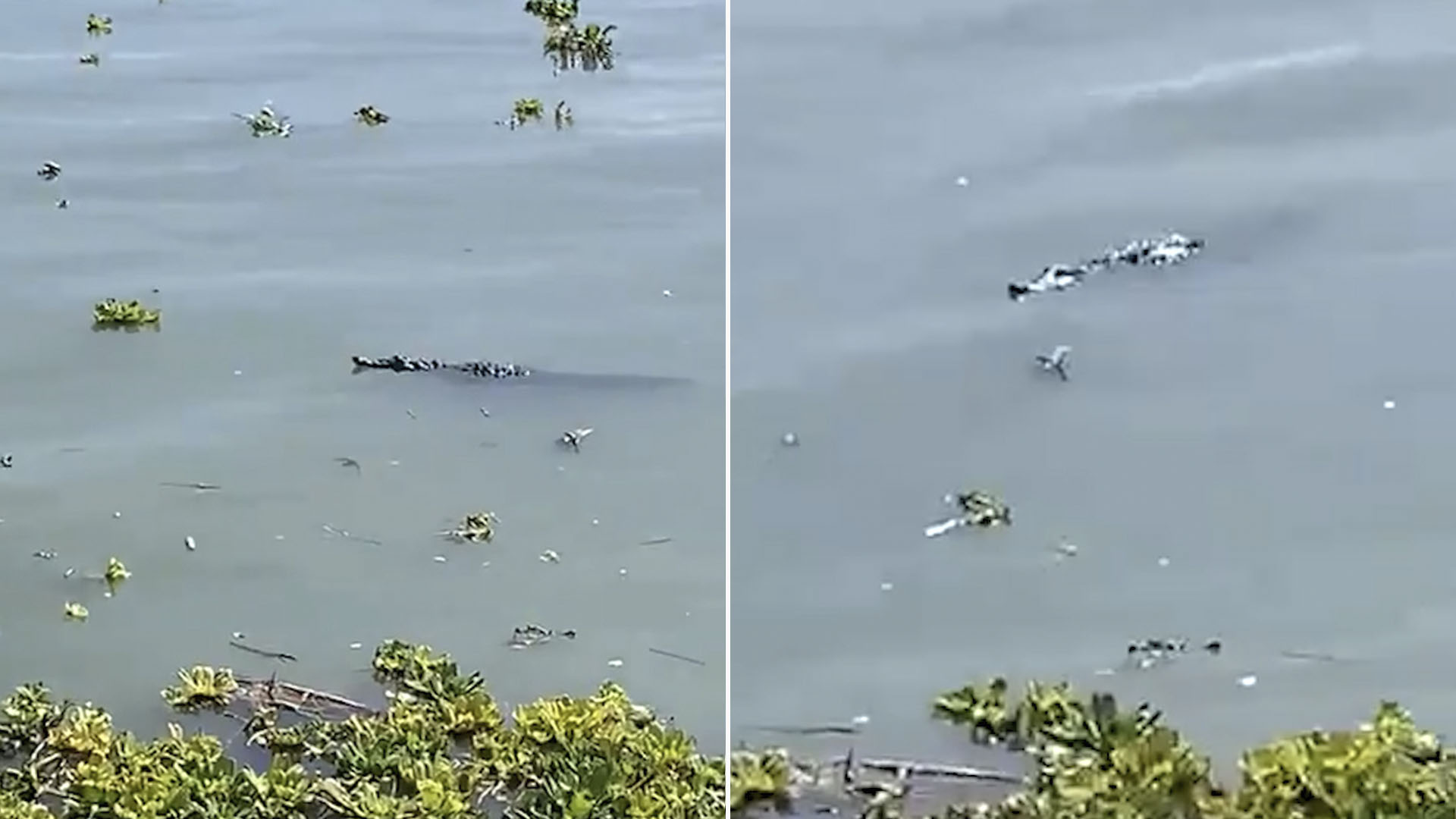 Alerta la Marina por presencia de cocodrilos en el lago de Chapala 