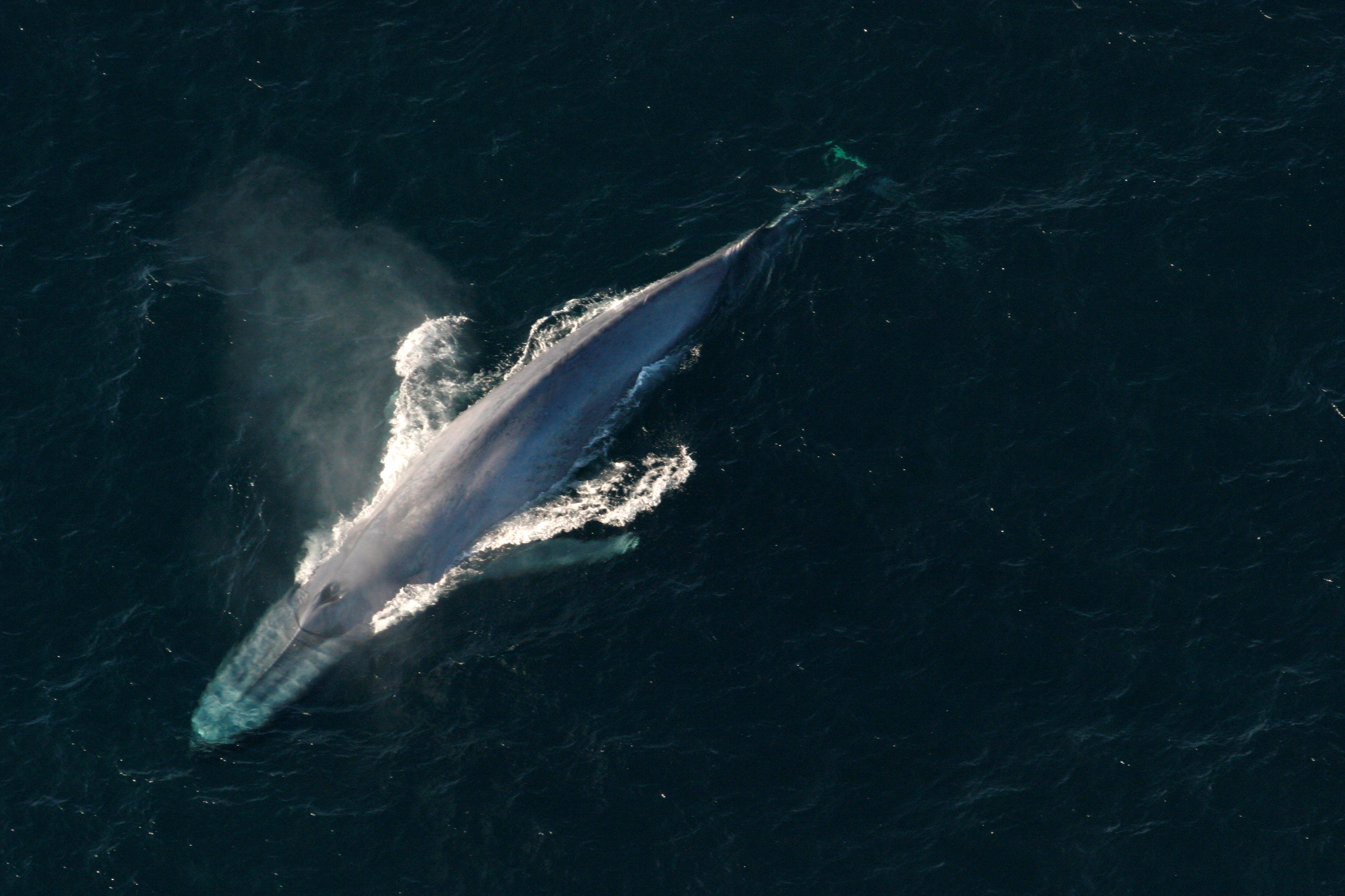 La investigación remarcó que el 99% de los microplásticos que penetraron en el cuerpo de las ballenas estaban dentro de sus presas (REUTERS)