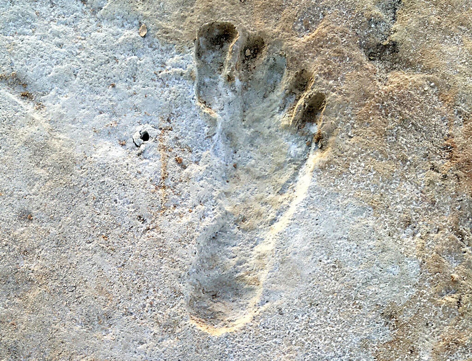 Huellas humanas fosilizadas en White Sands National Park  (Dan Odess)
