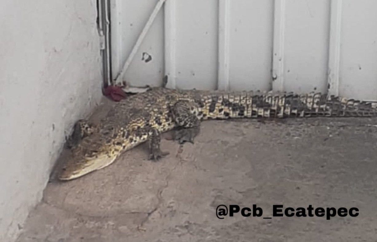 Florida Sheriff shared video of huge crocodile taking a walk at easter -  Infobae