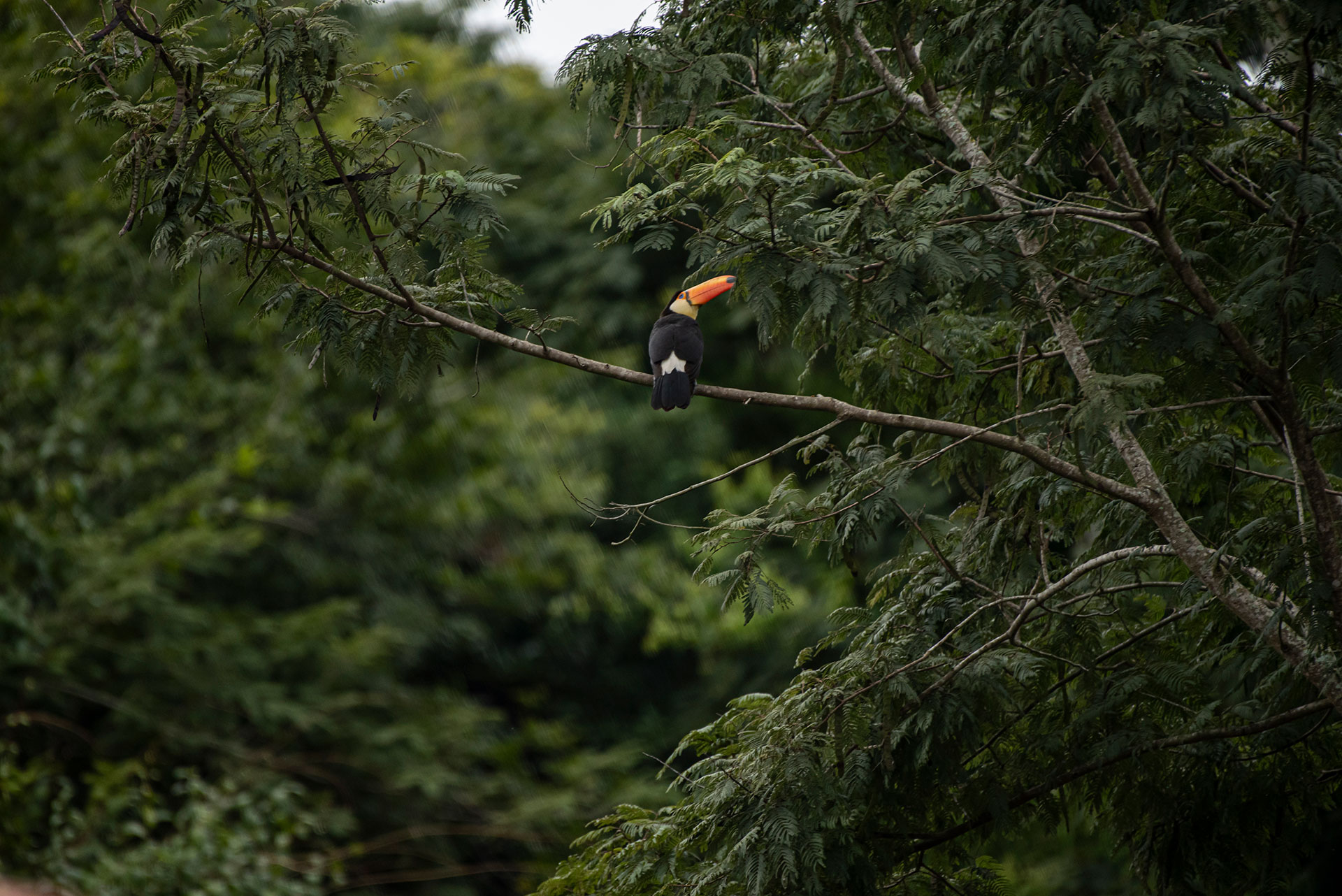 El tucán, un habitante numeroso en la selva de las yungas (Gentileza Juan Mateo Aberastain - Parques Nacionales)