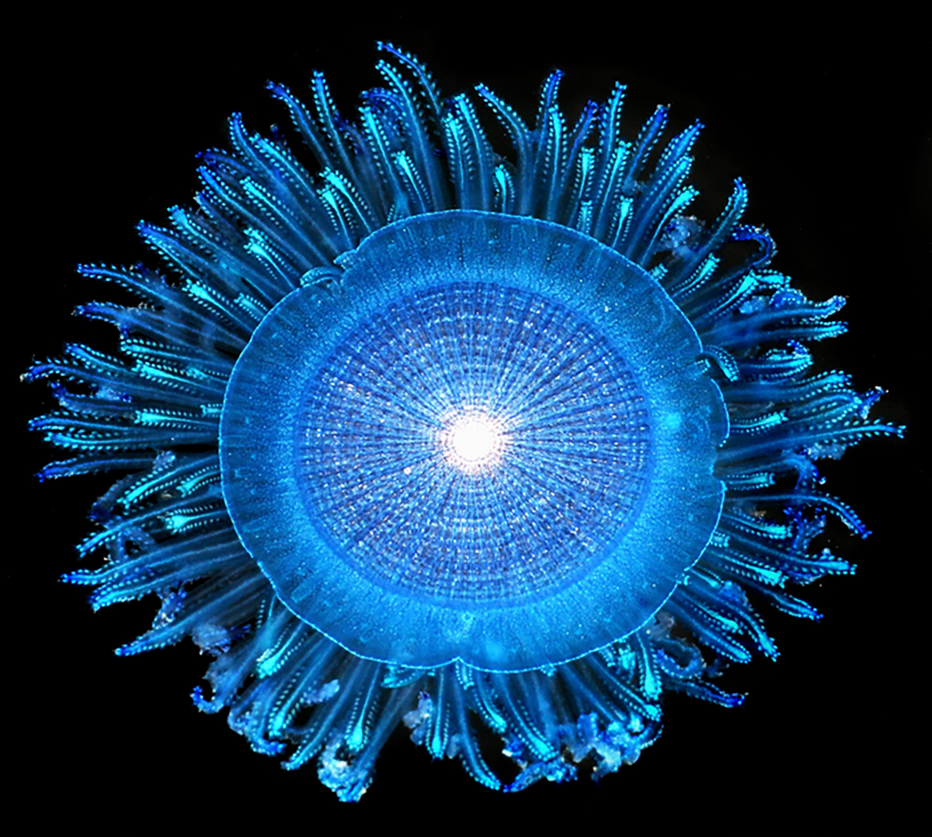 Las medusas de botón azul flotan en la superficie del océano usando un disco redondo y se desplazan hacia donde las lleva la corriente (Denis Riek, The Global Ocean Surface Ecosystem Alliance (GO-SEA) Field Guide)