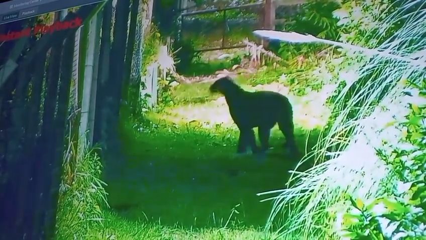 Alarma en Escobar: una c&aacute;mara de seguridad grab&oacute; a un puma en las inmediaciones de un barrio privado
