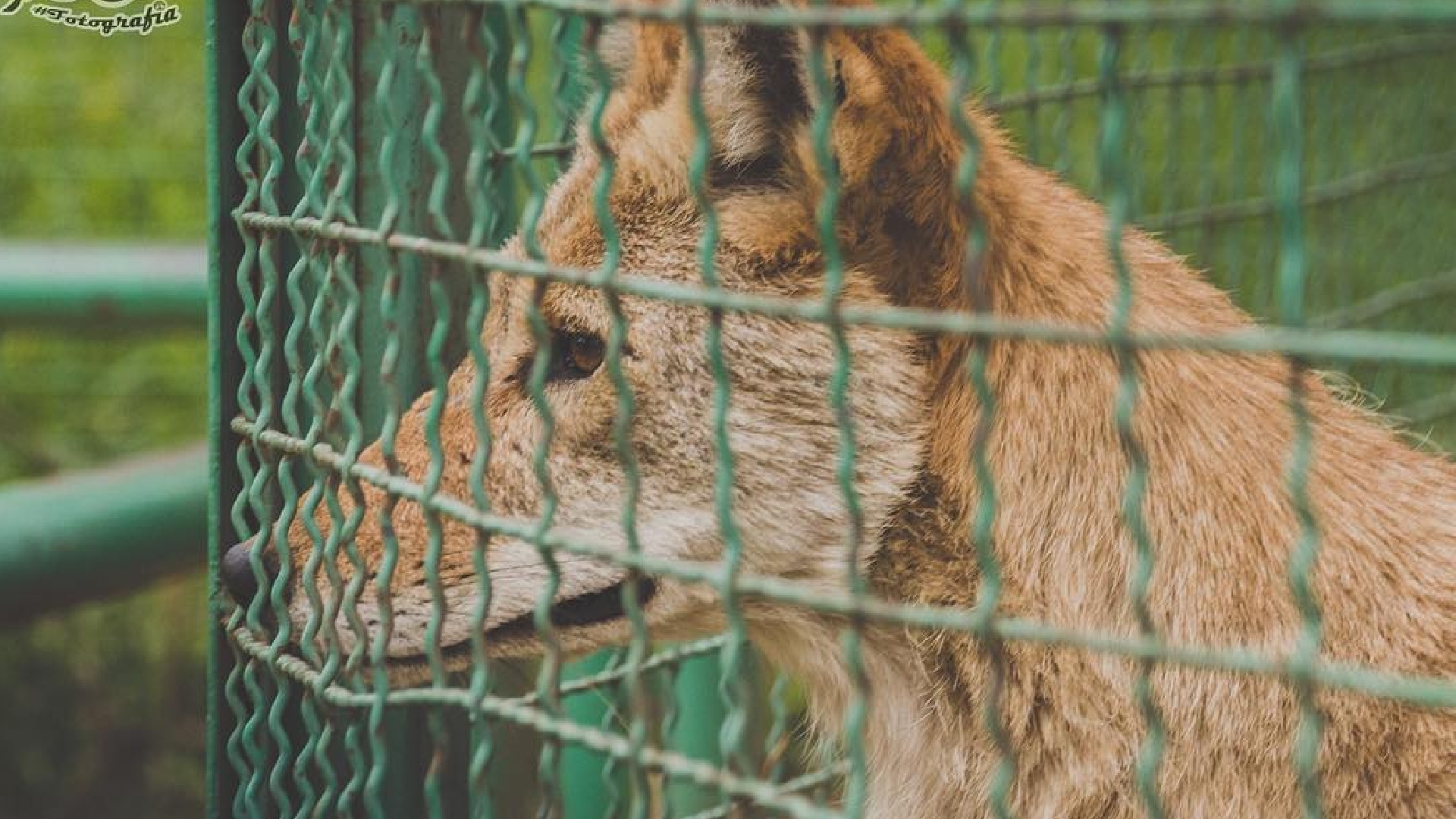 El niño quiere volver a ver al lobo canadiense que lo mordió en el zoológico de Neza (Foto: Instagram/fotoenfoco_f)