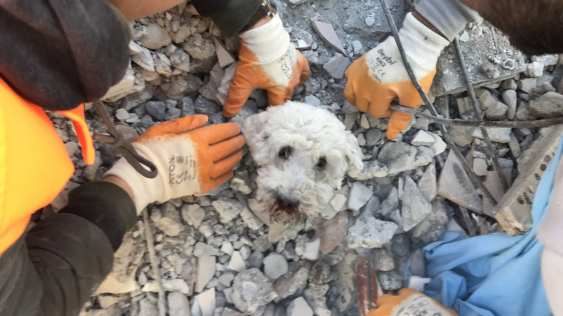 Los rescatistas extraen a un perro llamado Pamuk de los escombros de un edificio derrumbado en Hatay, tres días después de un terremoto masivo (Foto de Gurkan OZTURK / AFP)