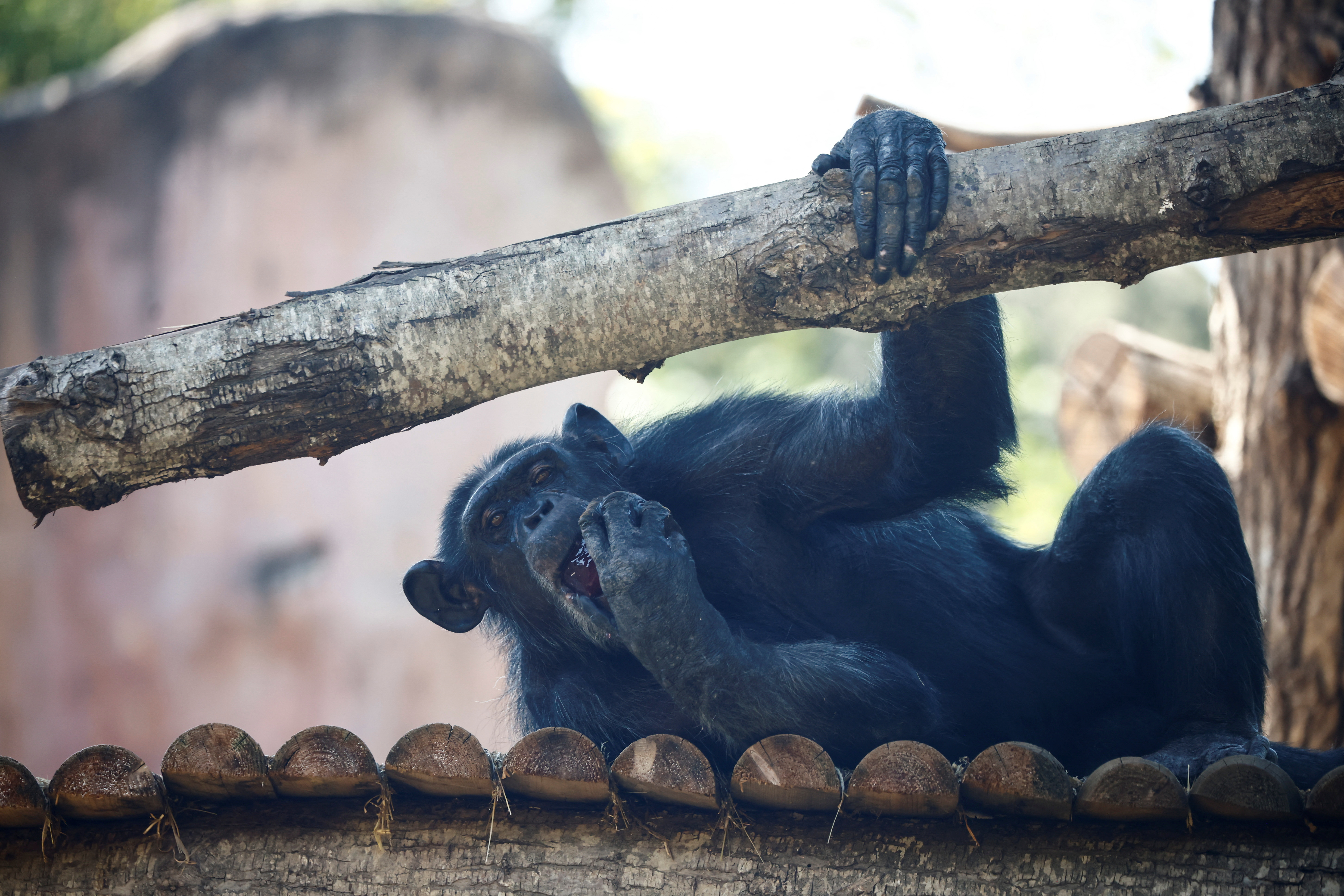 Los primates comenzaron a recibir su fruta dentro de hielo en el zoológico de Roma cuando la temperatura en el país llega hasta 42 grados por el día y 30 por la noche. 