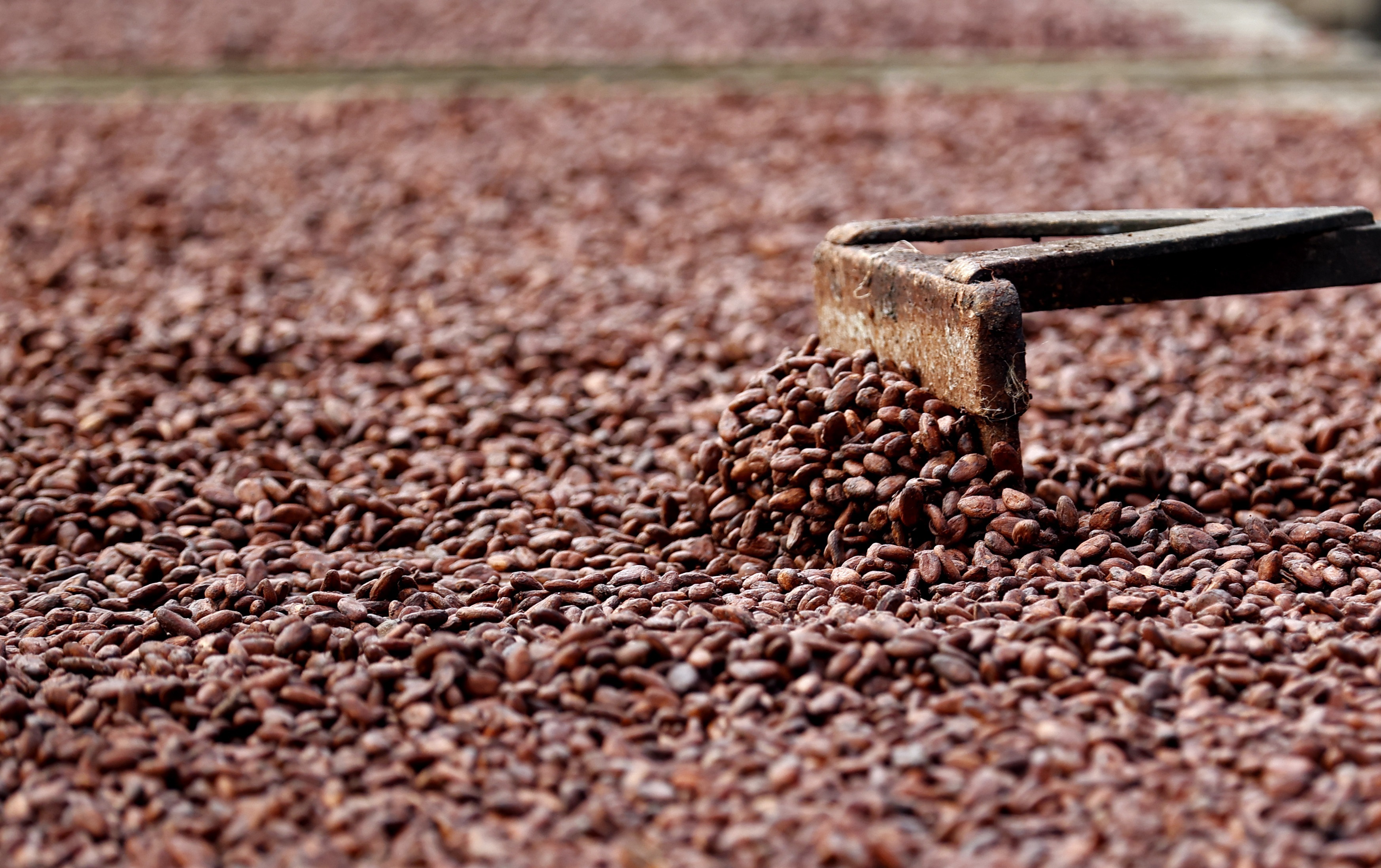 El cacao y el trueque se utilizaban como forma de comercio. EFE/ Mauricio Dueñas Castañeda