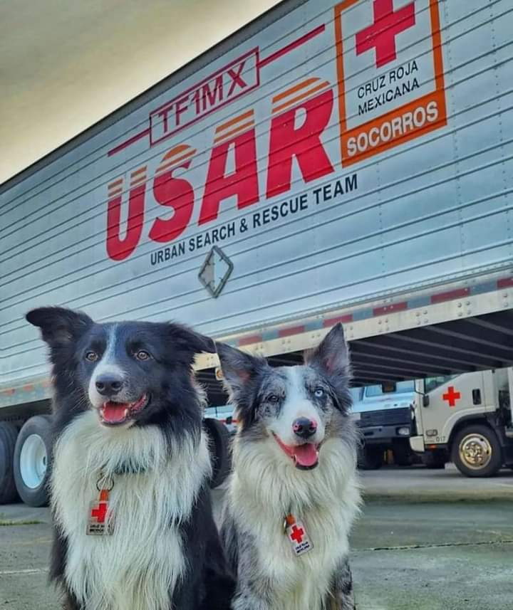 Balam y Orly, perros rescatistas ayudarán a rescatar personas atrapadas en los escombros que dejaron los sismos en Turquía y Siria (Cruz Roja)