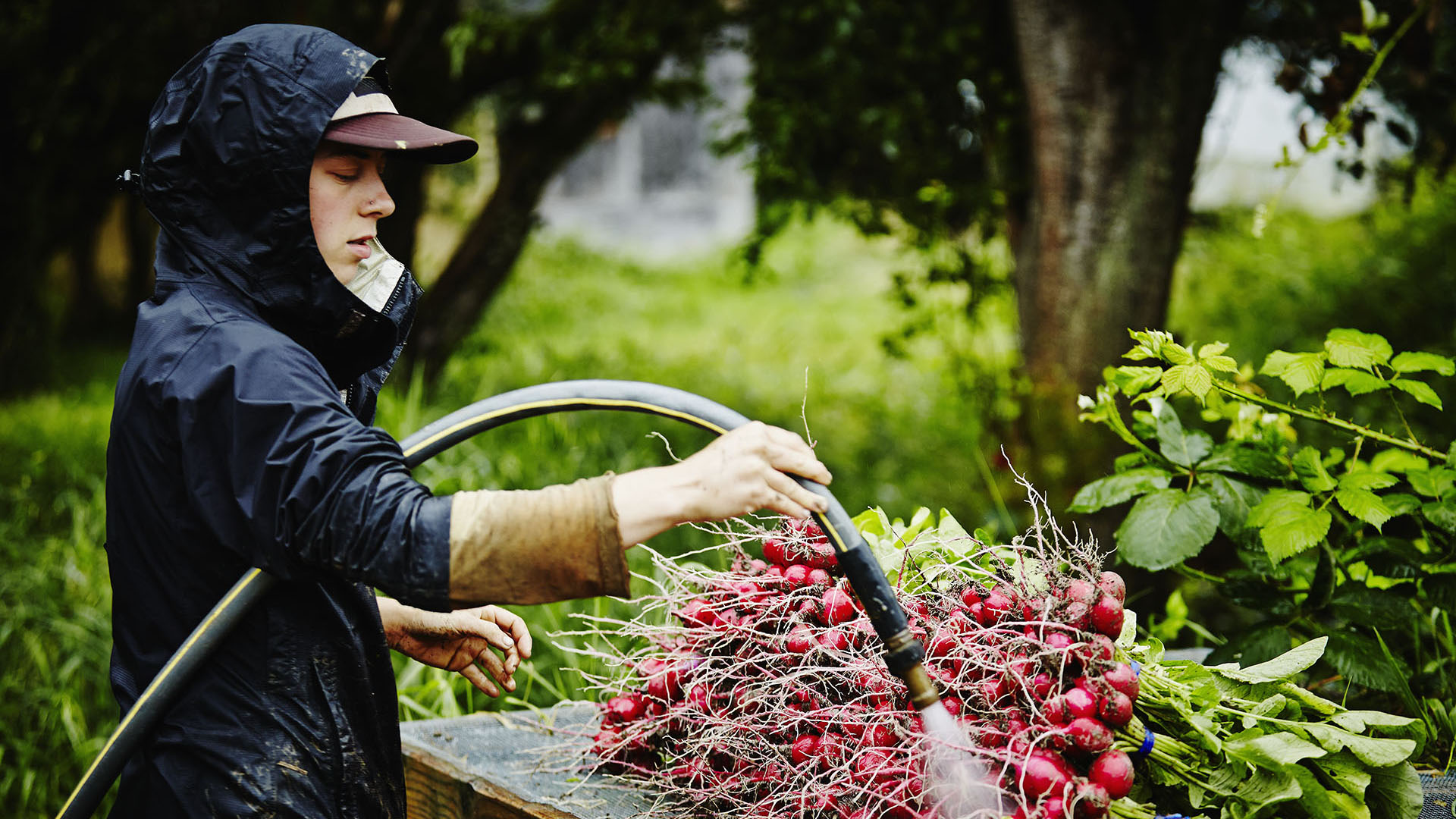 La importancia de lavar bien las frutas y verduras está fundada en que suele usarse agua de pozo para regar las quintas (Getty)
