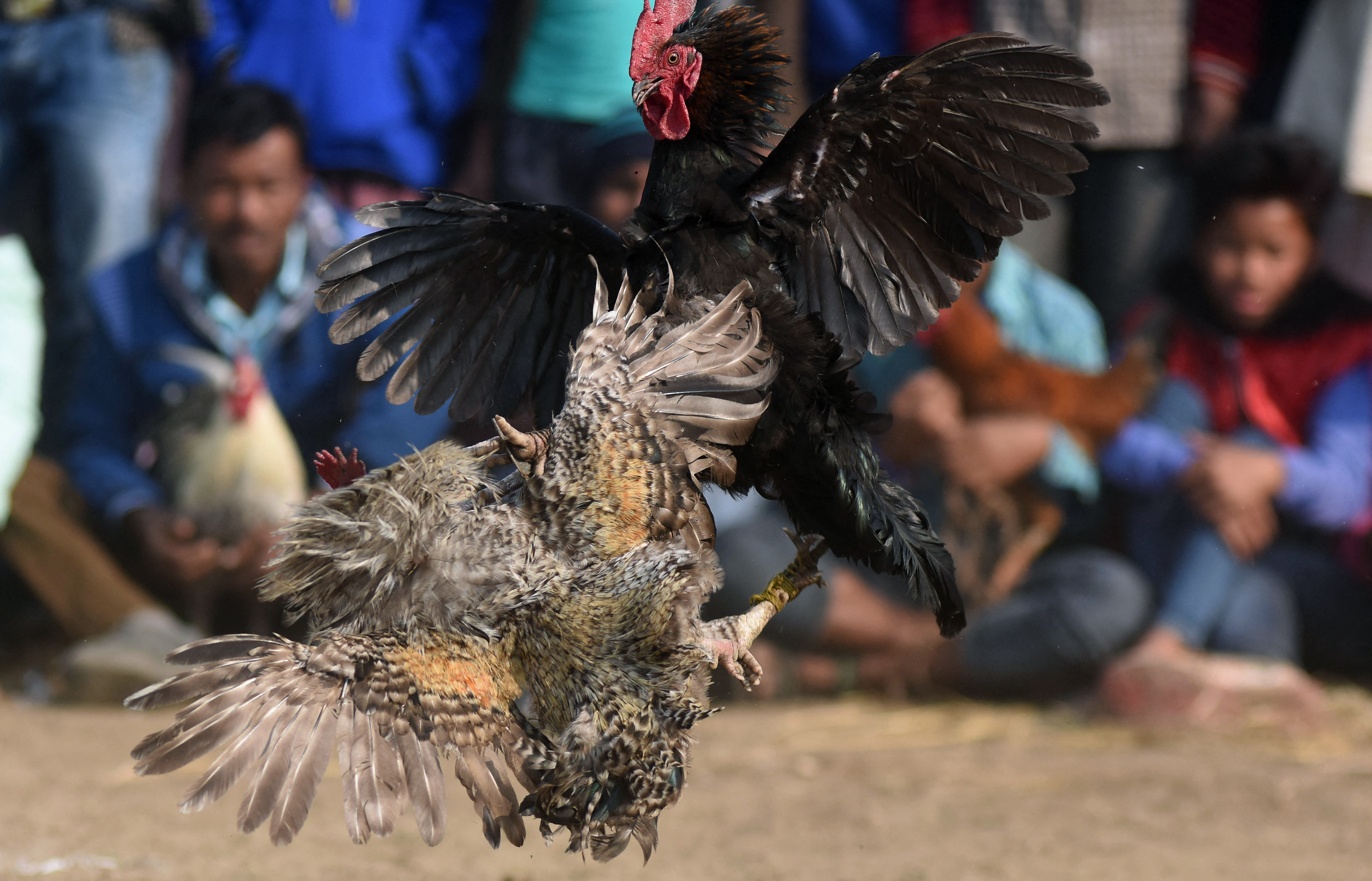 Las peleas de gallos en la Ciudad de México son ilegales, por lo que se llevan a cabo en palenques clandestinos (foto: Biju BORO / AFP)