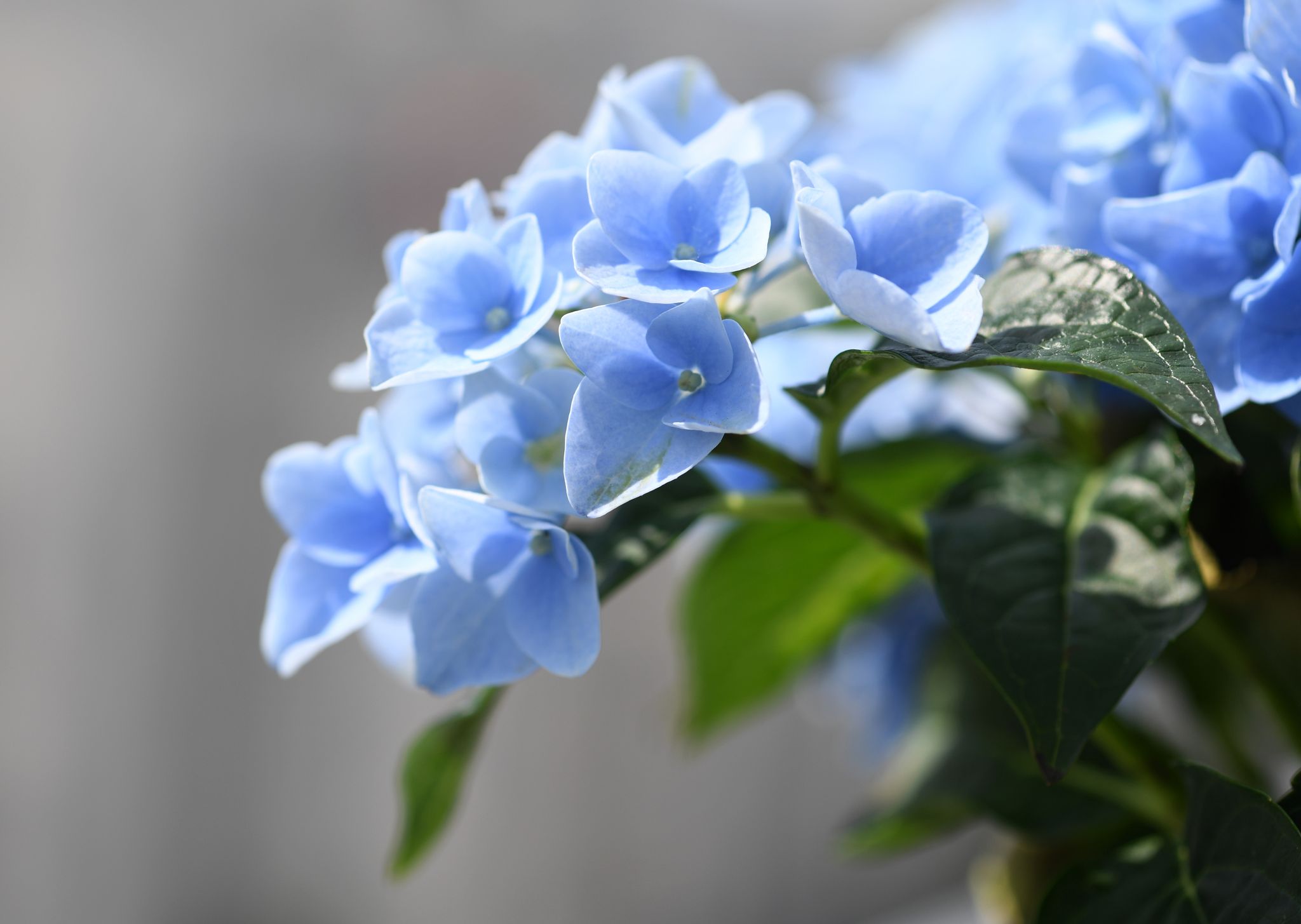 Cómo prolongar el azul de las hortensias - Infobae