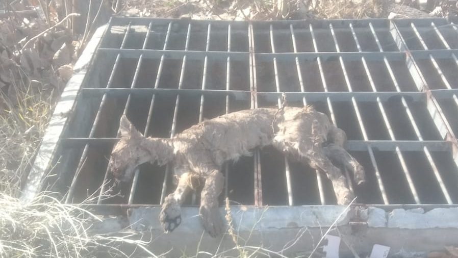 Hallaron sin vida al puma que deambulaba por distintos sectores de Luj&aacute;n de Cuyo tras dos semanas de b&uacute;squeda