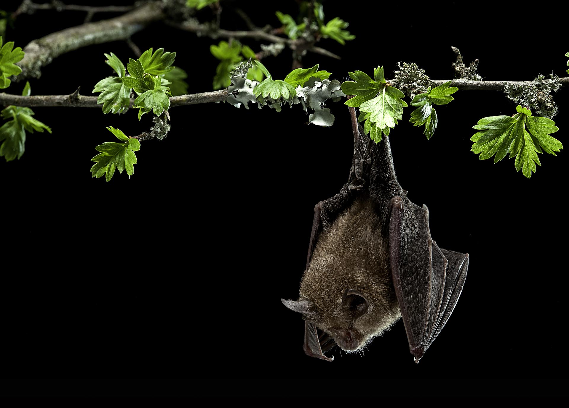 El equipo pronosticó que los murciélagos serán responsables de la mayoría de las nuevas transmisiones, que ocurrirán principalmente en regiones tropicales elevadas de África y el sudeste asiático (Getty Images)
