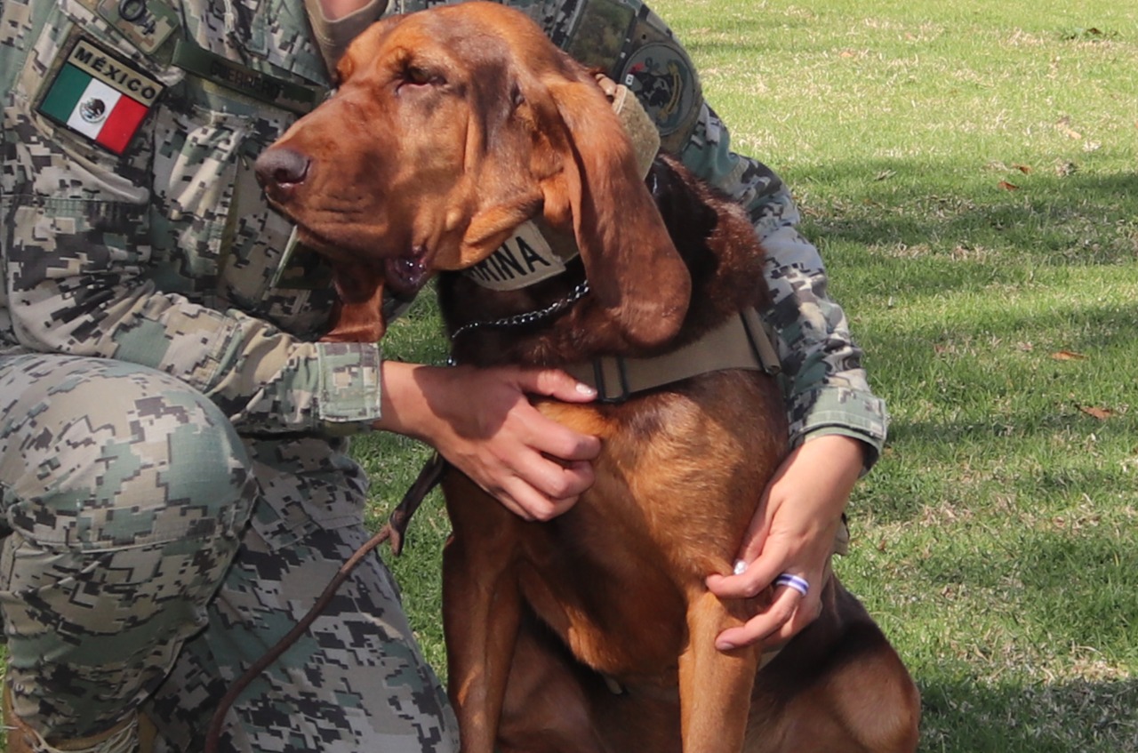 Ella es Max, la perrita de la Marina que dio con Rafael Caro Quintero entre matorrales (Foto: SEMAR)