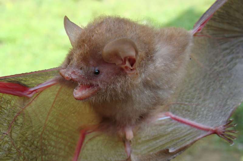 Condenaron a perpetua a uno de los motochorros que asesinó a una mujer que viajaba en un colectivo en San Justo