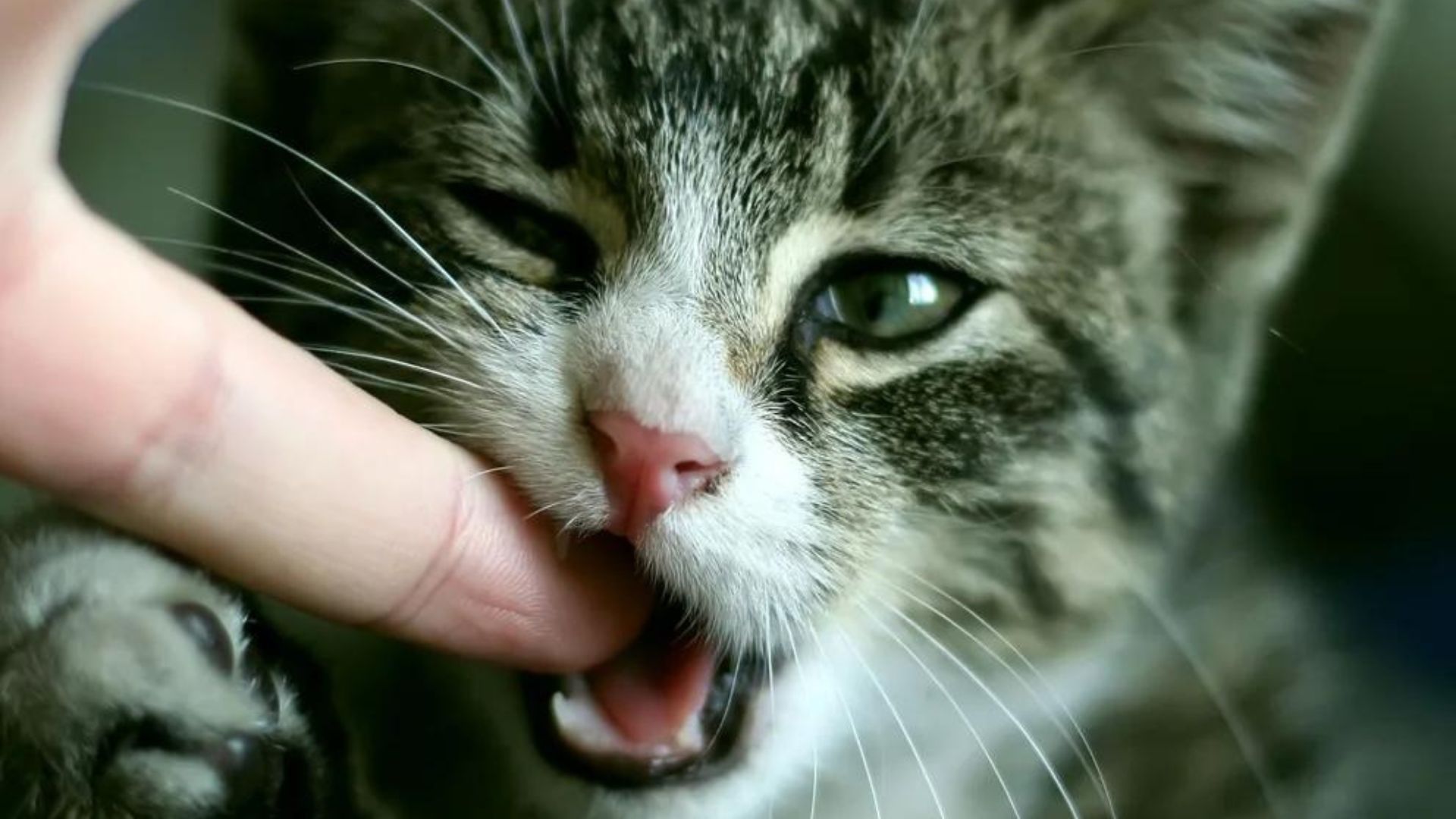 ¿Cómo saber si dos gatos juegan o se pelean?, un estudio tiene la respuesta