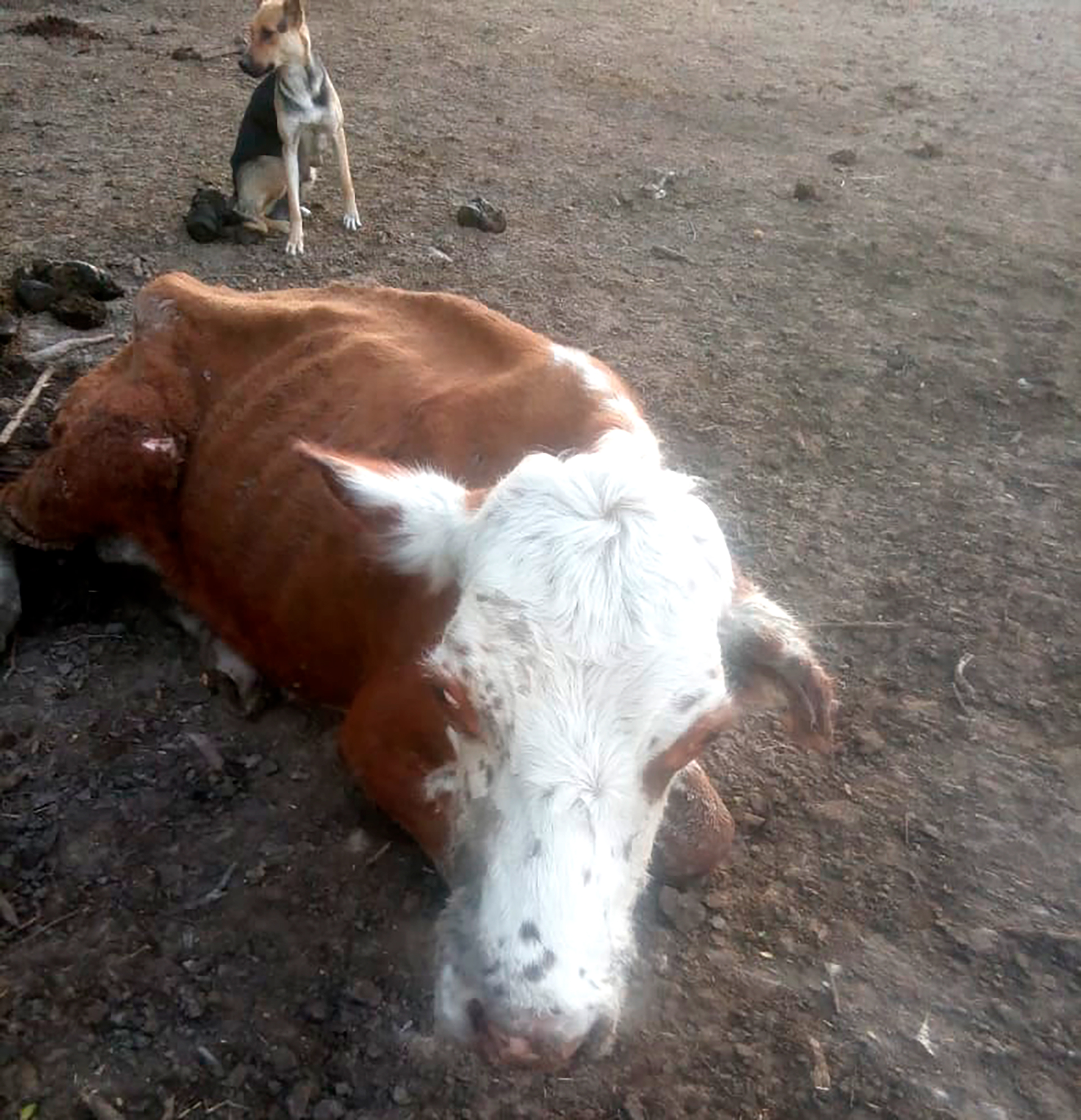 La ganadería está afectada por la sequía en Chaco