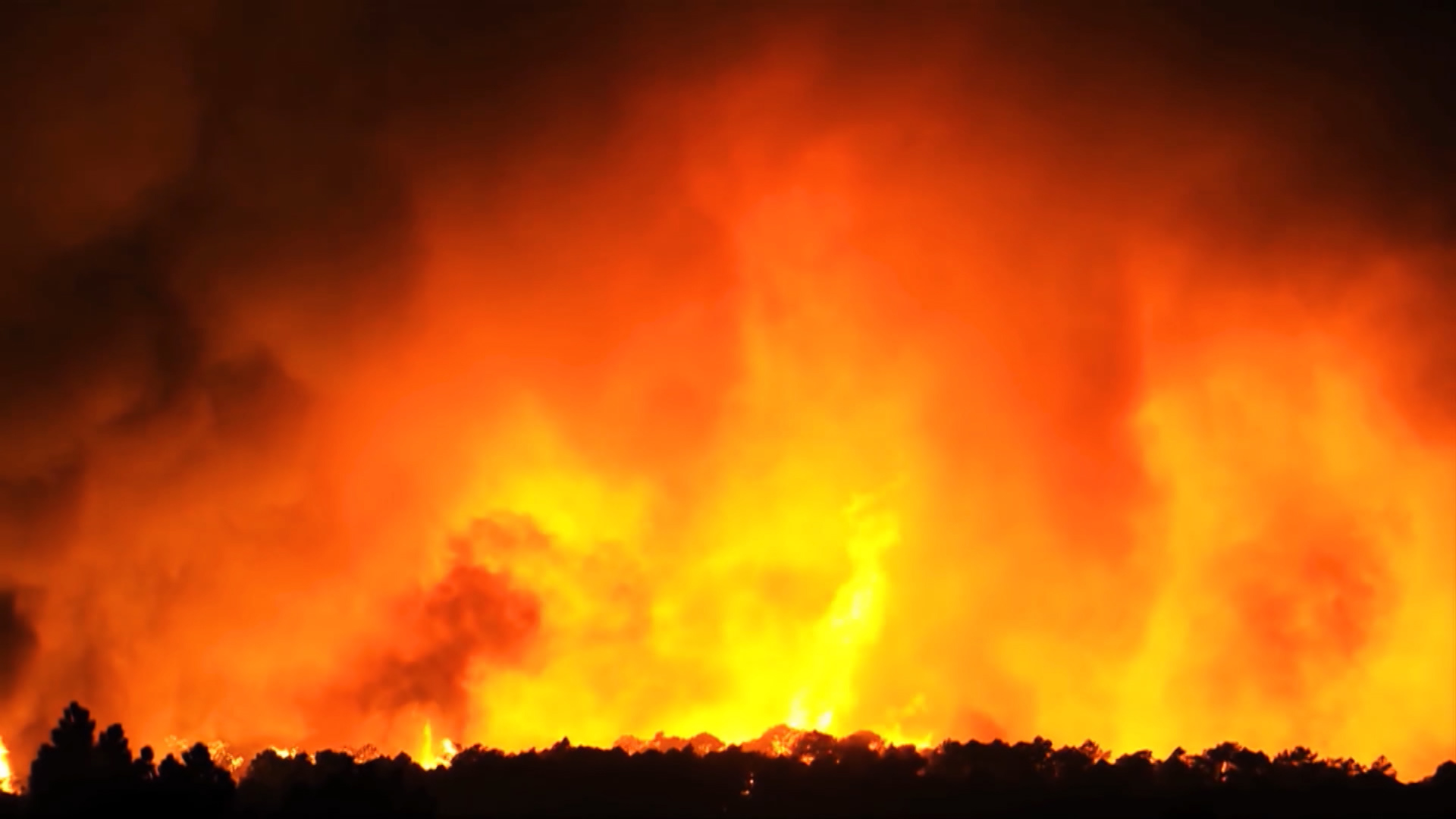 Los incendios forestales producen pérdida de biodiversidad por la muerte en masa de animales y de árboles, entre otras especies