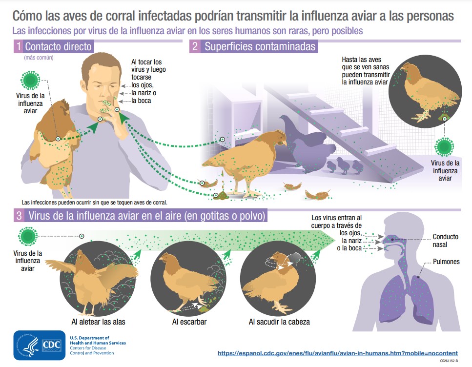 Transmisión de la gripe aviar en humanos (Infografía: CDC)