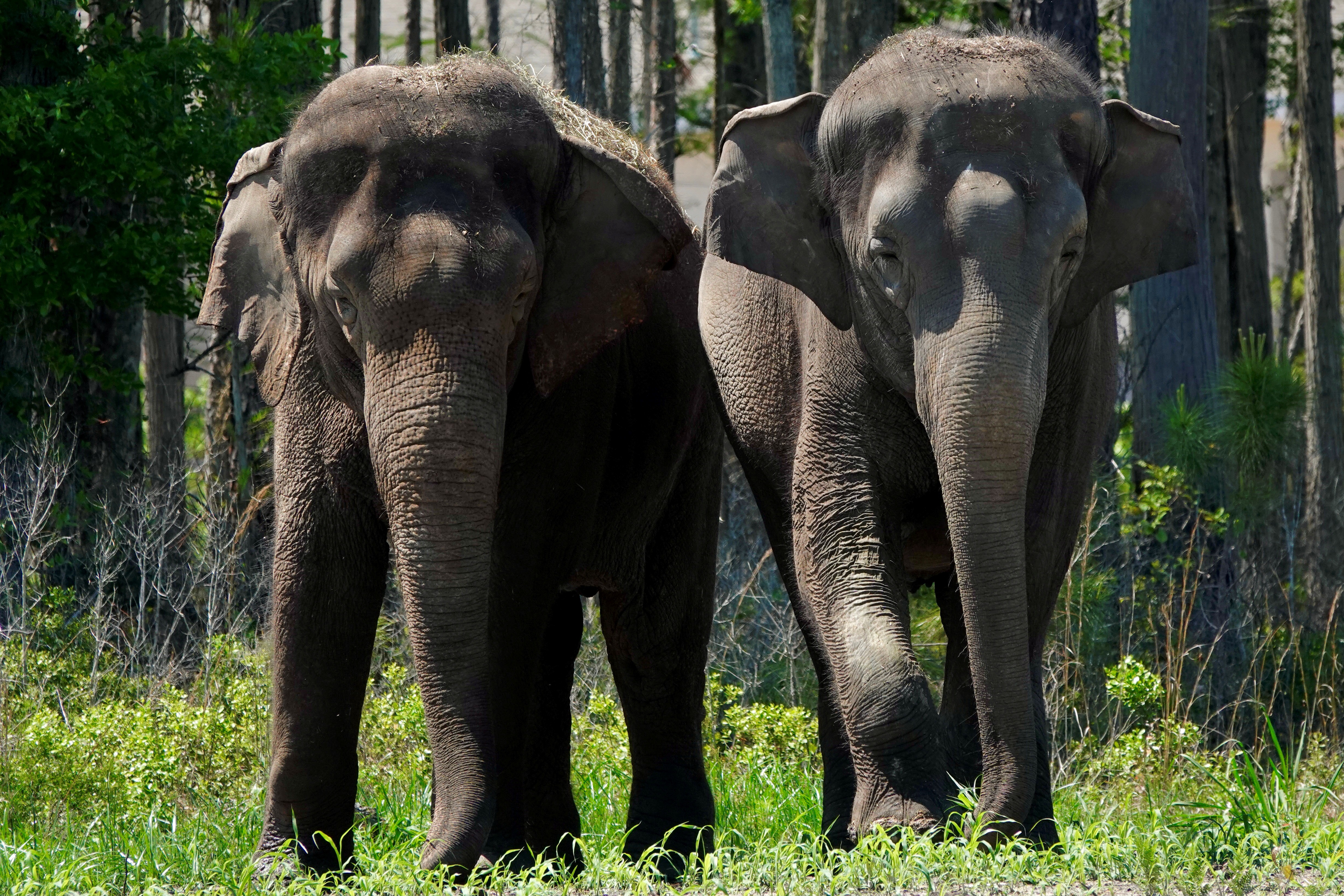 Los elefantes tienen un gran potencial para prevenir el cambio climático interviniendo en la capacidad de las superficies para reflejar la radiación solar y en los regímenes de incendios