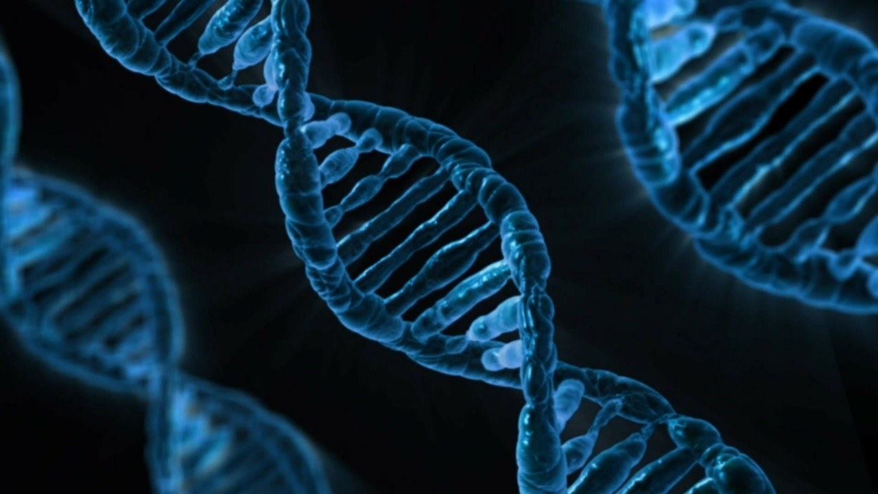 Por Qué Decodificar El Genoma Humano Completo Es Un Avance Para La Cura De Enfermedades Infobae