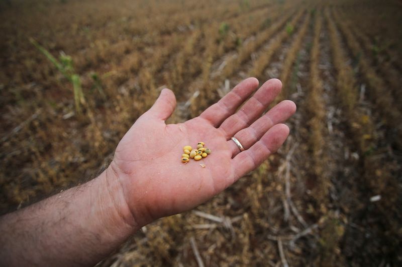 “Granos chicos, verdes y rotos”: la pésima cosecha de soja que dejó la sequía, relatada por los productores
