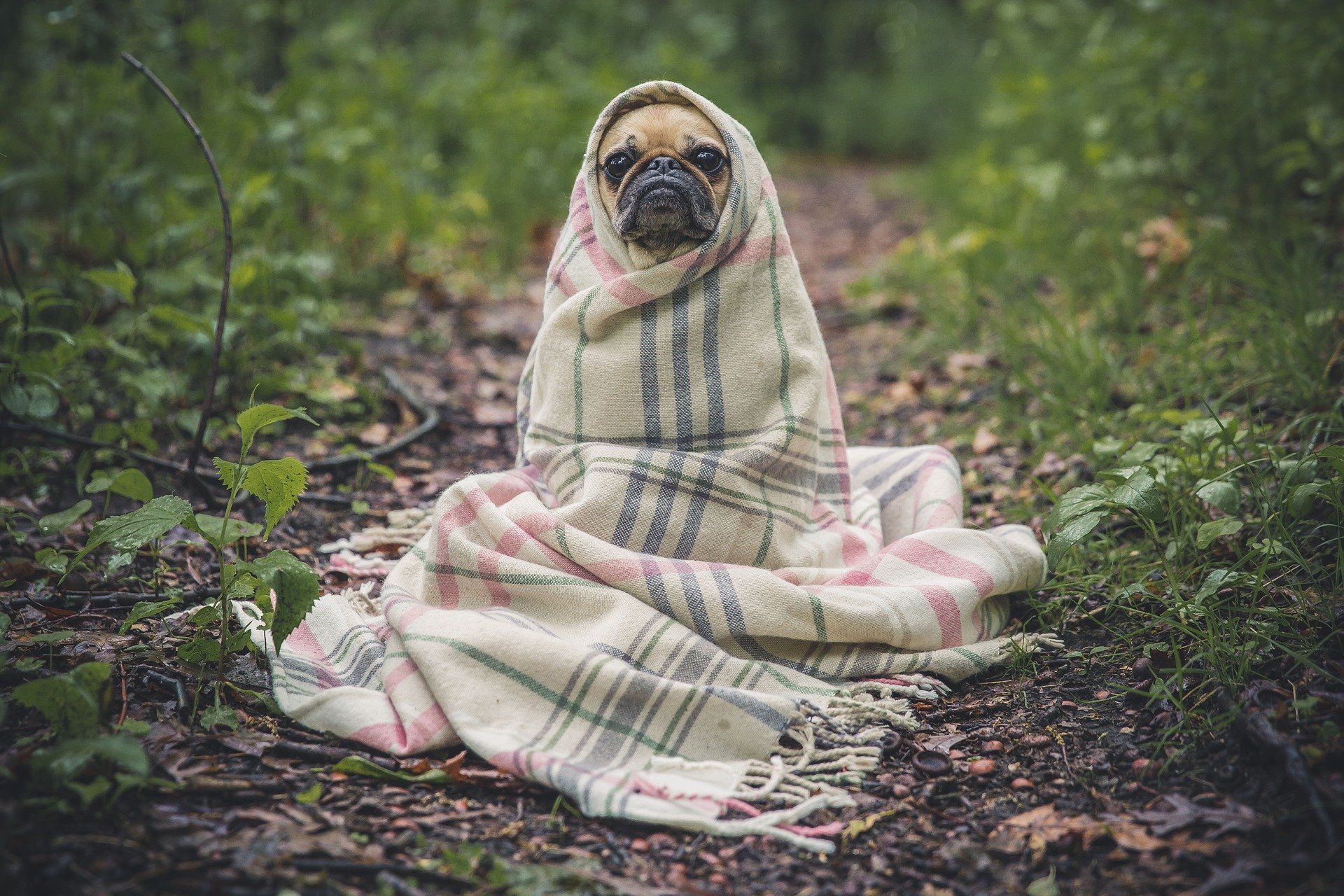 Los animalitos se han convertido en integrantes esenciales de los nuevos modelos familiares 
(Foto: Especial) 