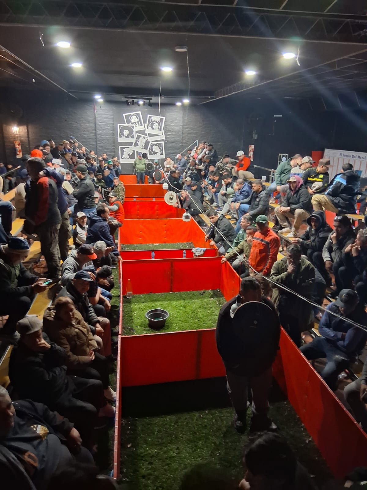 Un mini estadio, apuestas clandestinas y más de 100 gallos: desbarataron un torneo de riñas y detuvieron a 27 personas en Brandsen