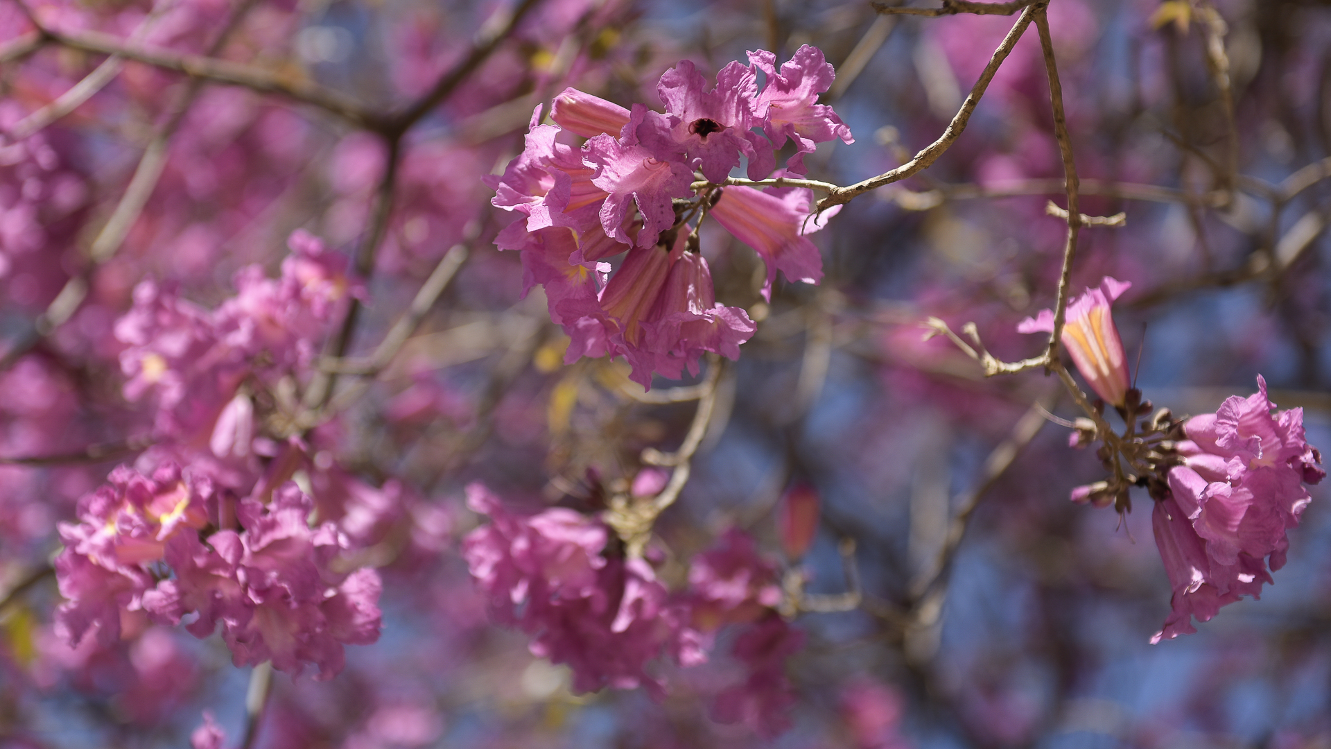 El lapacho tiene una floración muy intensa durante la primavera y el verano. Las flores pueden ser blancas, amarillas o rosas. 