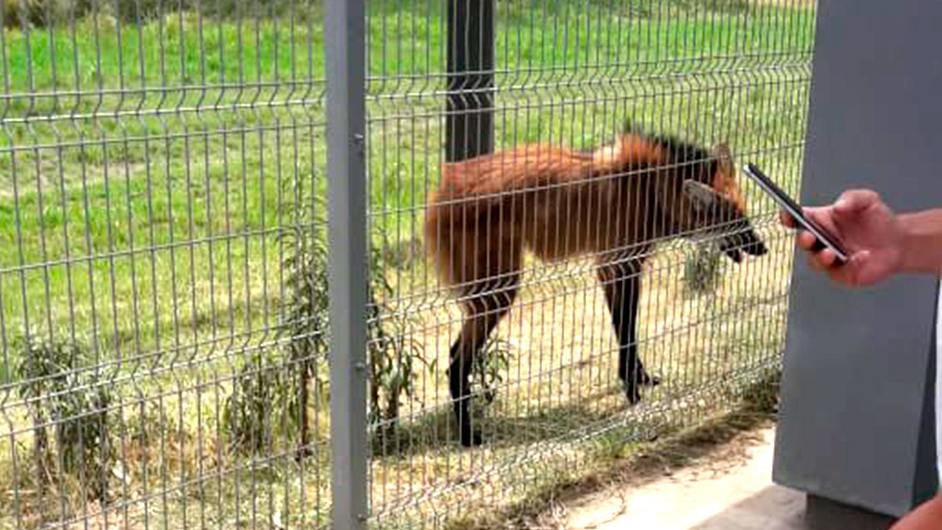 Un animal en riesgo de extinci n se refugi en un shopping hu a