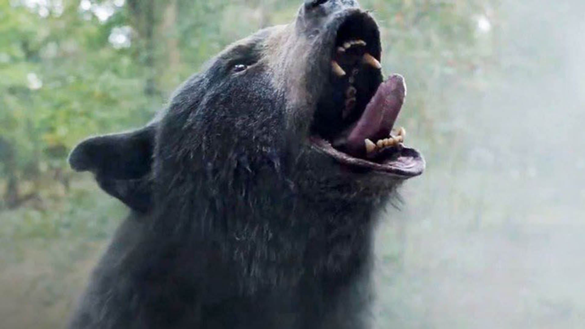 La historia está basada en un oso negro de EEUU que murió a causa d euna sobredosis (Universal Pictures)