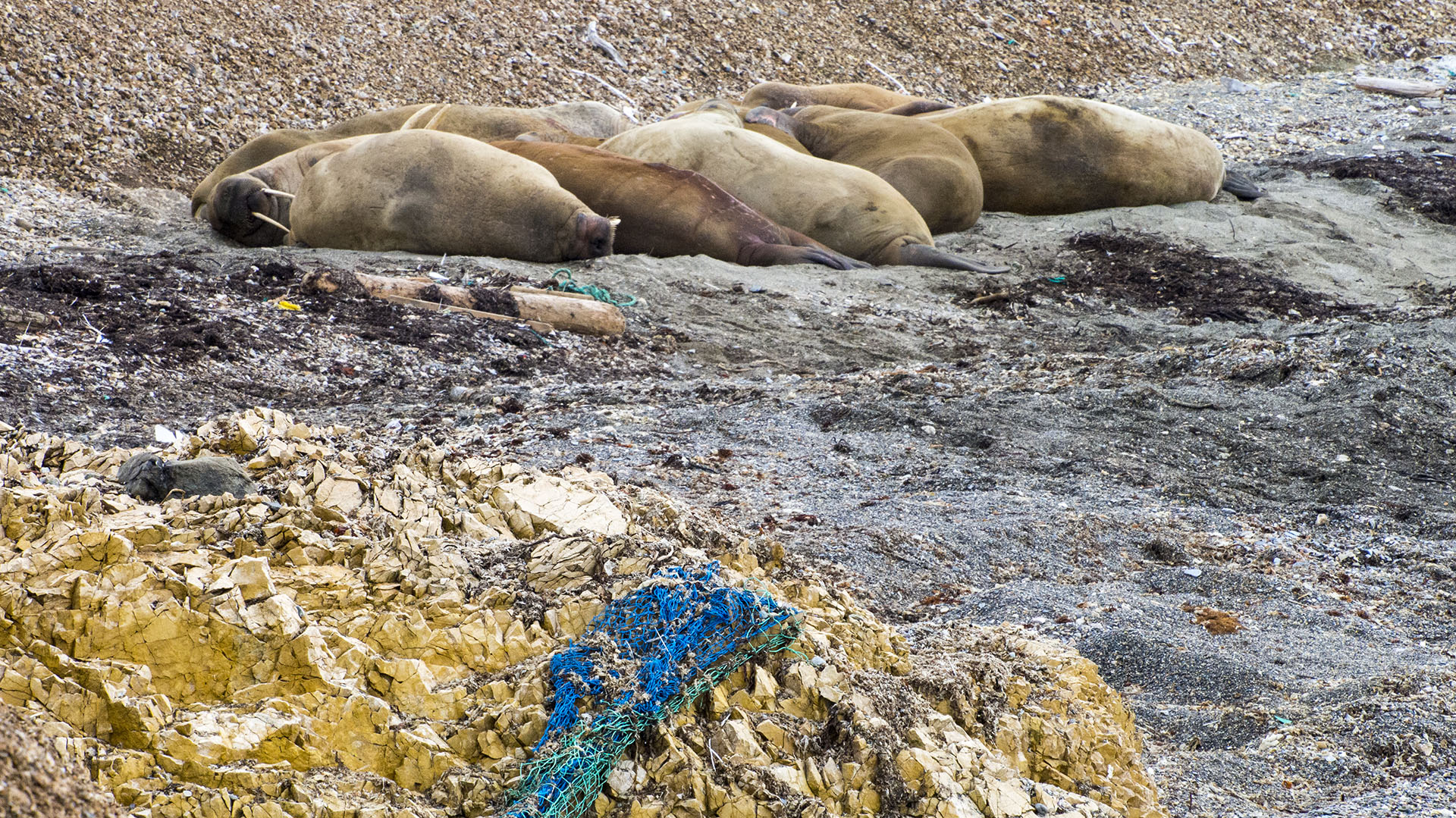 La inundación de plástico está afectando a ecosistemas que ya están gravemente afectados  (Getty Images)