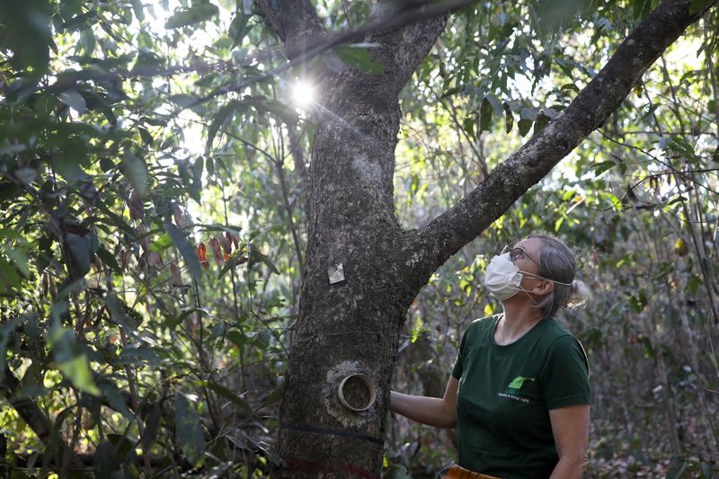 La selva amazónica contiene alrededor de 40.000 especies de plantas, 427 especies de mamíferos, 1294 especies de aves, 378 especies de reptiles, 427 especies de anfibios y 3000 especies de peces (REUTERS)