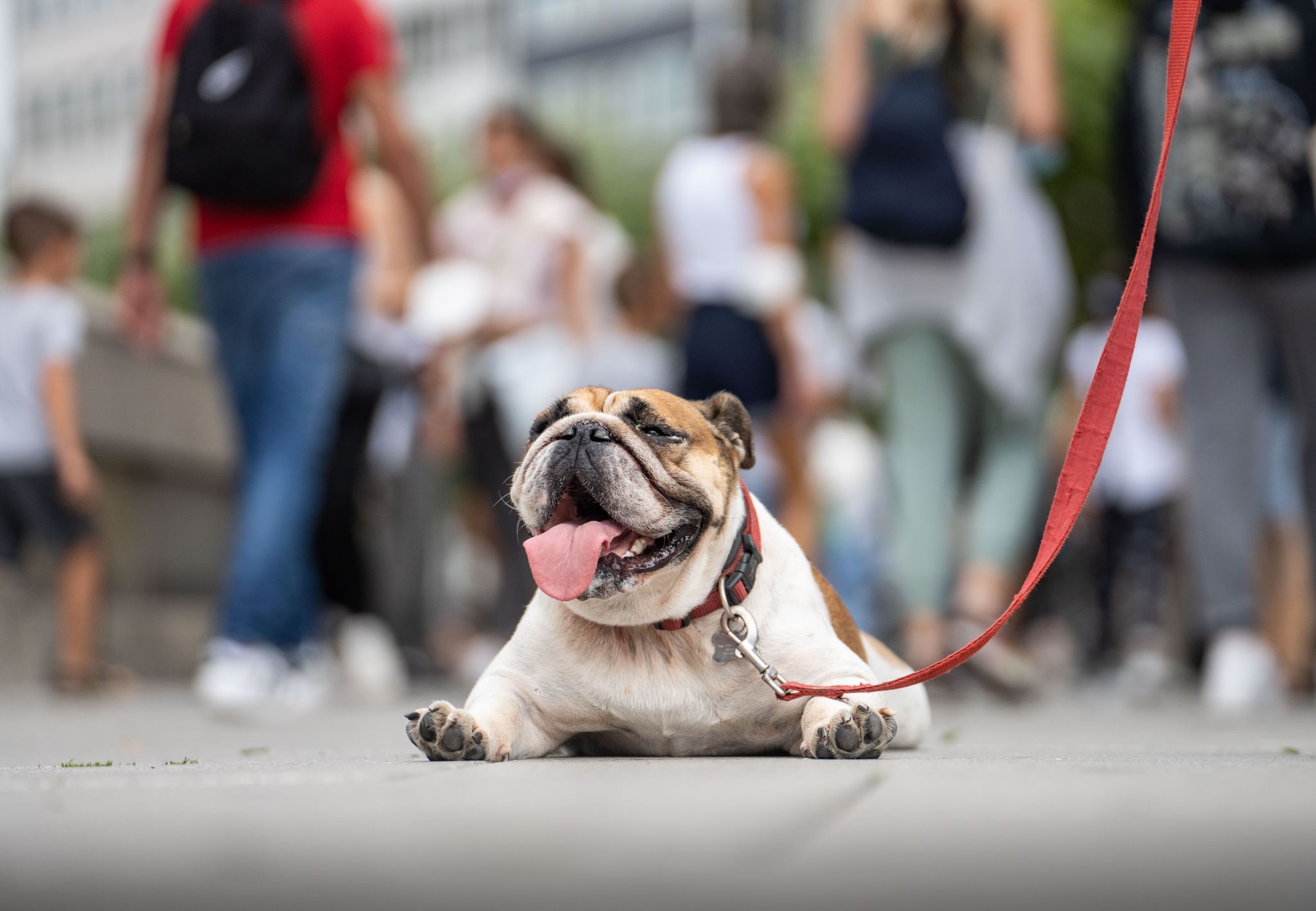 Promover el movimiento y el ejercicio del perro puede ayudar a combatir el sobrepeso