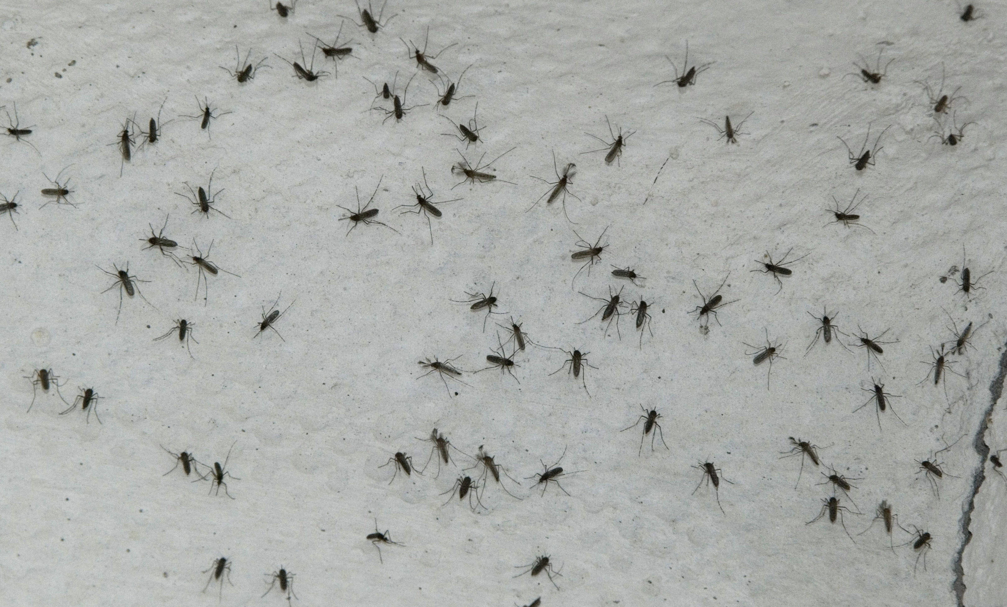 "Hace años, la idea de liberar mosquitos como un aliado en la lucha contra las enfermedades les pareció una locura a muchas personas. Estos asombrosos mosquitos están tomando vuelo y salvando vidas”, escribió Gates / EFE /Jaime Ávalos