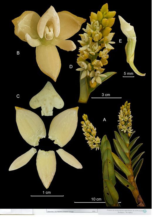 Descubrieron una nueva especie de orquídea en Colombia: los investigadores  analizaron la planta durante cuatro años - Infobae