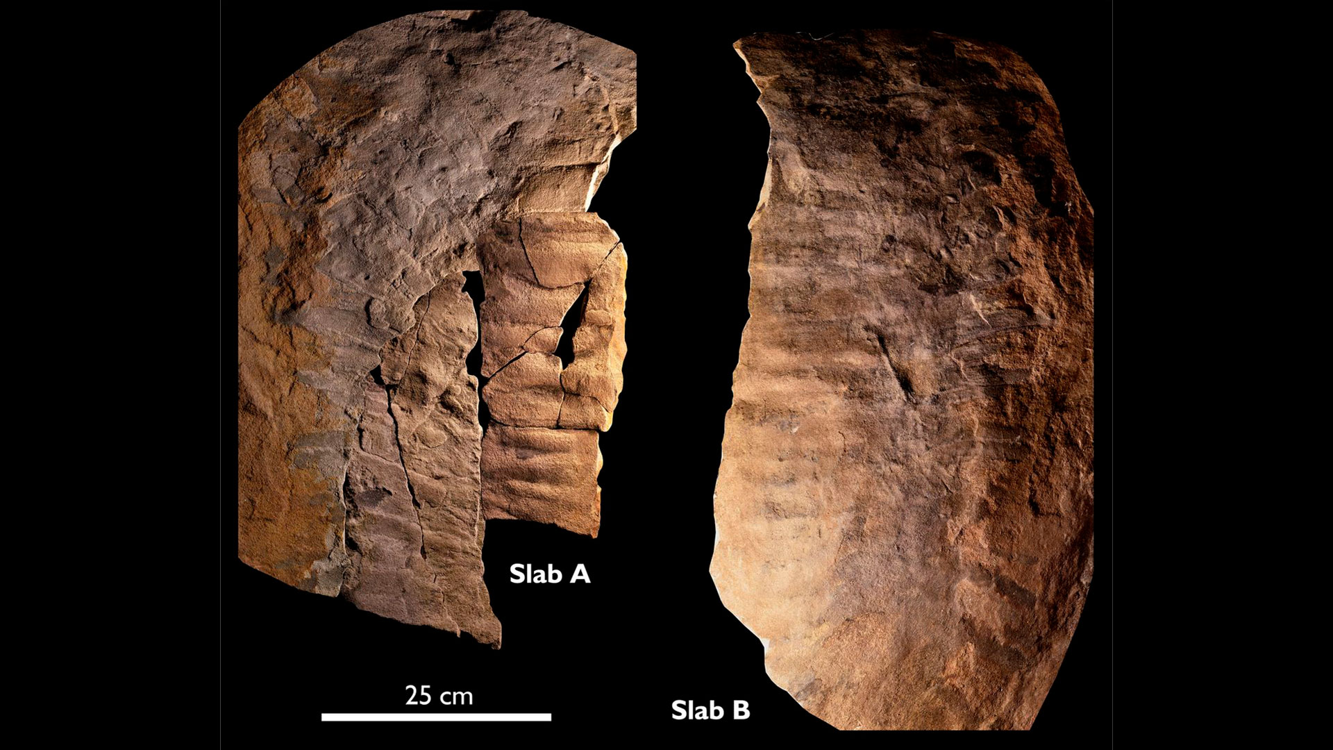 Espécimen de restos parciales de un Arthropleura gigante 