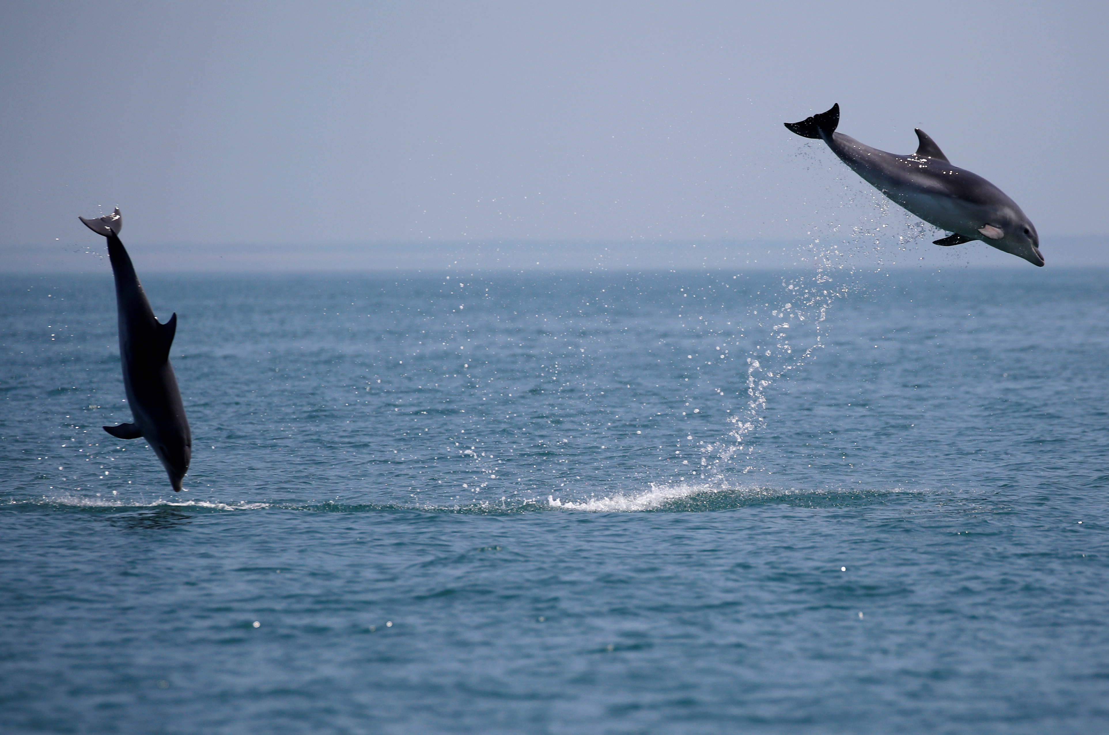 Male dolphins match their calls and movements when working