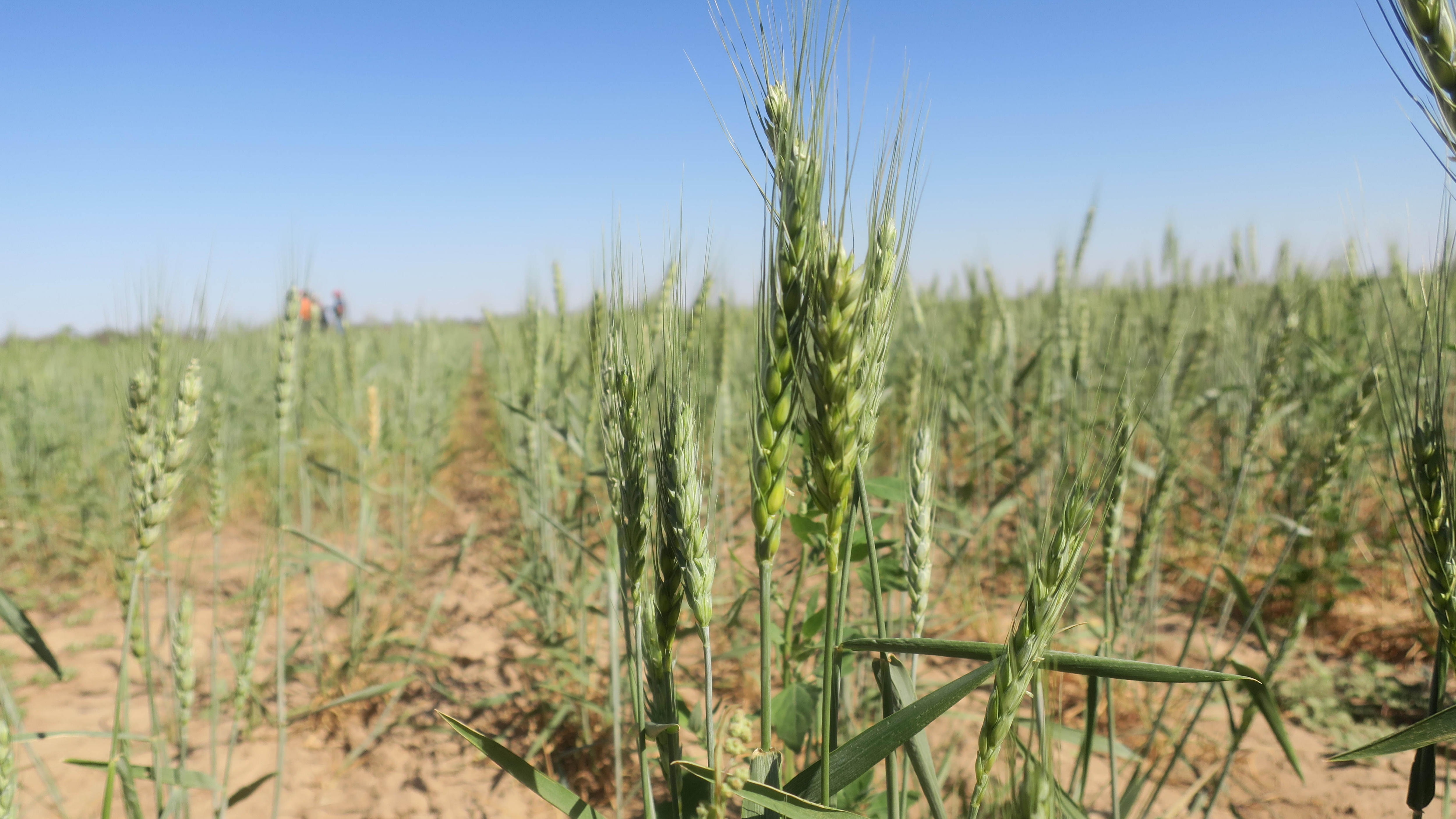 El trigo es el cultivo más afectado por la falta de lluvias. (EFE)
