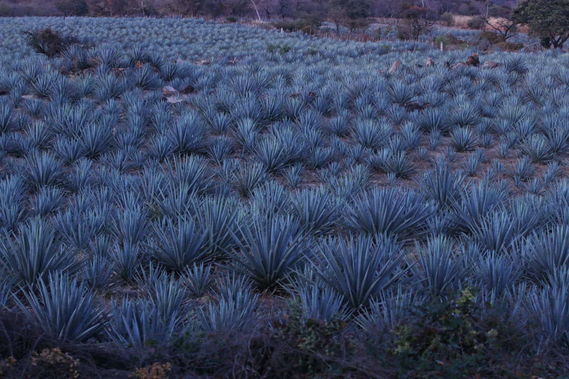 Cules son las propiedades medicinales del agave, la planta detrs del  tequila - Infobae