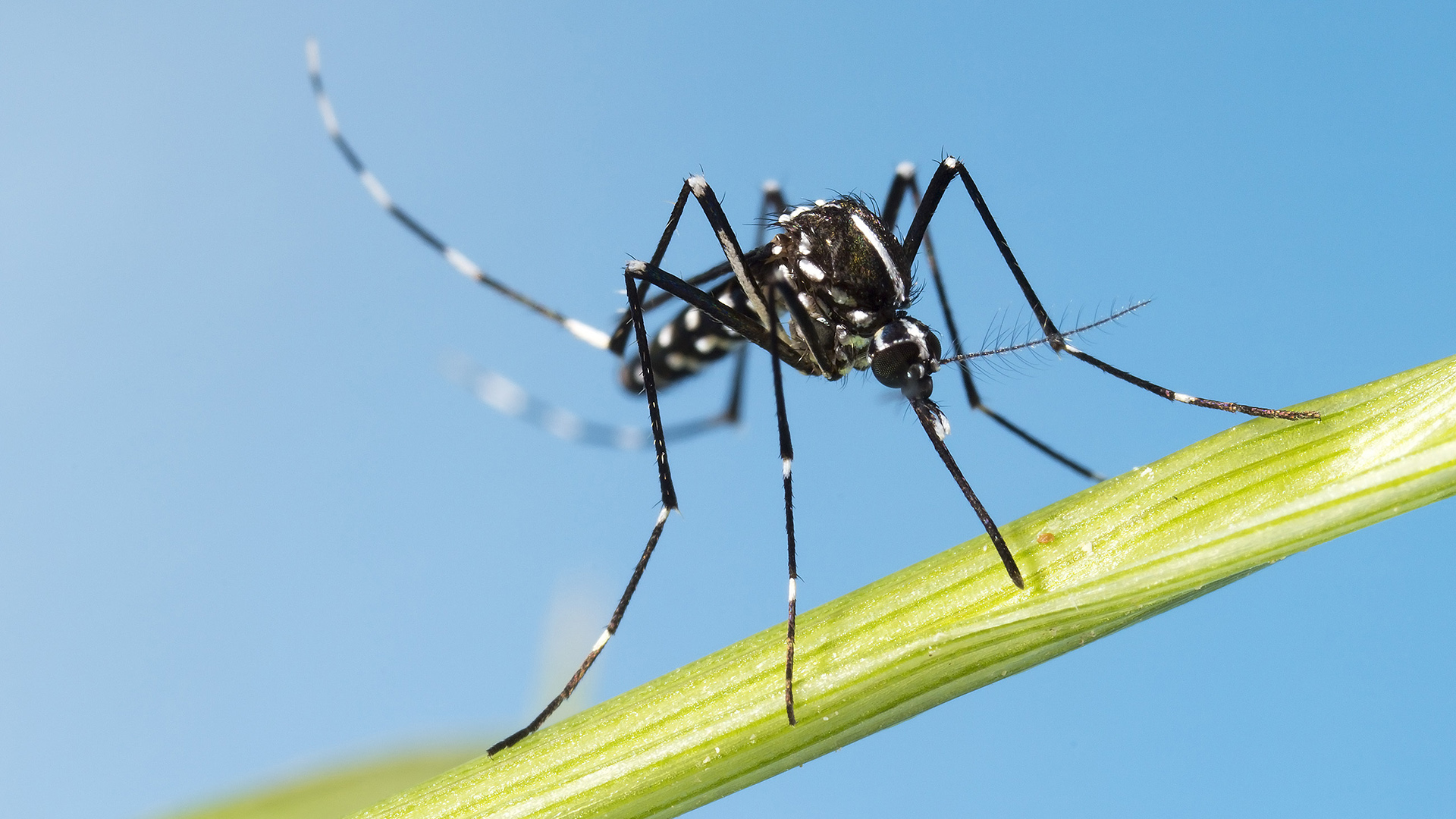 Tanto el Aedes aegypti como el Aedes albopictus pueden transmitir los virus del dengue, chikunguña y zika, así como al menos más de una decena de otras enfermedades emergentes (Shutterstock)