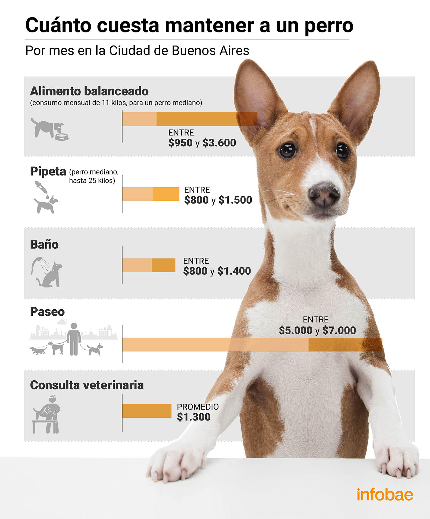 Mascotas en tiempos de crisis: cuánto cuesta mantener un perro Ciudad de Buenos Aires - Infobae