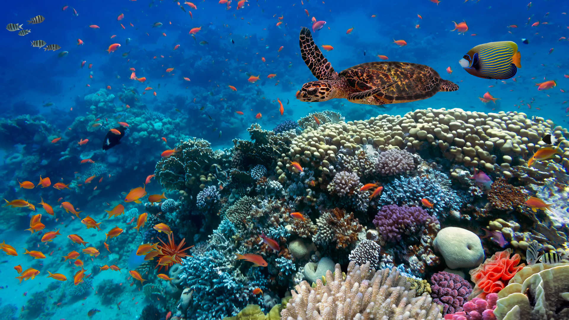 Arrecifes de coral al borde del colapso: un informe alerta sobre su desaparición si no se revierte el calentamiento global – Noticias Ambientales