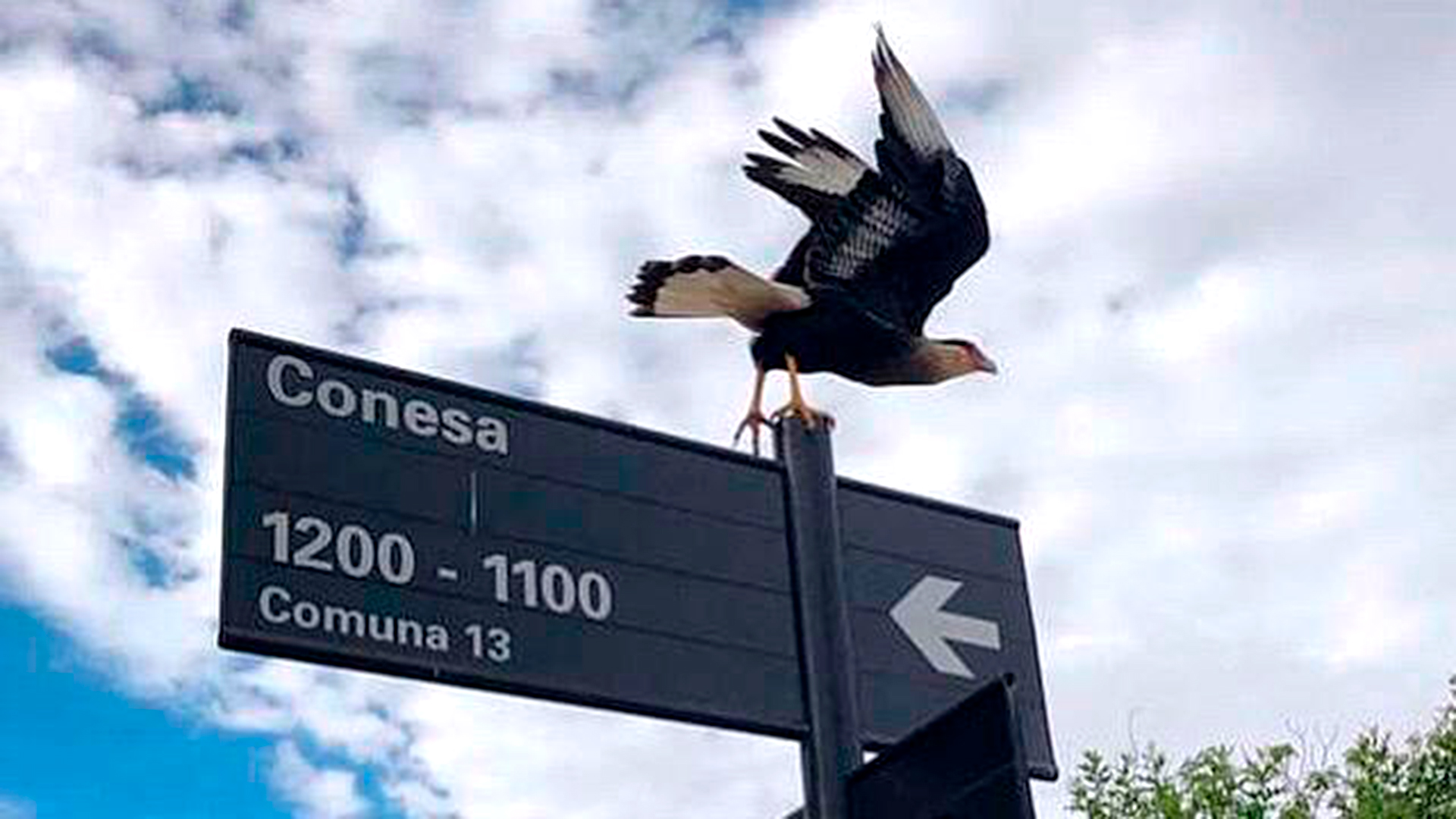 Caranchos Gavilanes Y Halcones Las Aves Rapaces Que Los Portenos Descubren En Cuarentena Infobae