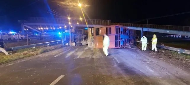 Volc&oacute; un cami&oacute;n con ganado en Rosario: varias vacas escaparon y cinco hombres fueron detenidos por intentar robarlas