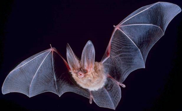 Los murciélagos analizados en la investigación fueron los del género Rhinolophus, los cuales fueron analizados por los expertos desde que el SARS-CoV-2 dio sus "primeros pasos" en el planeta
