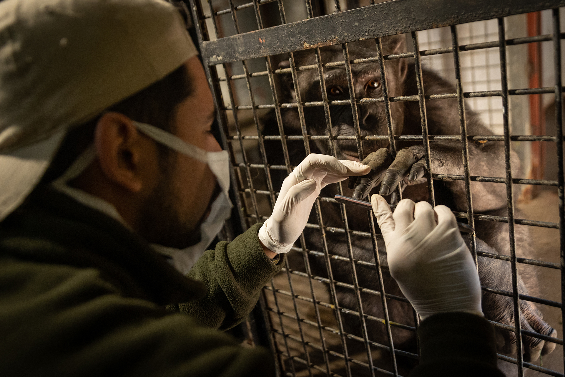 Sasha during training to receive regular medical treatment and control for transfer (Ecoparque)