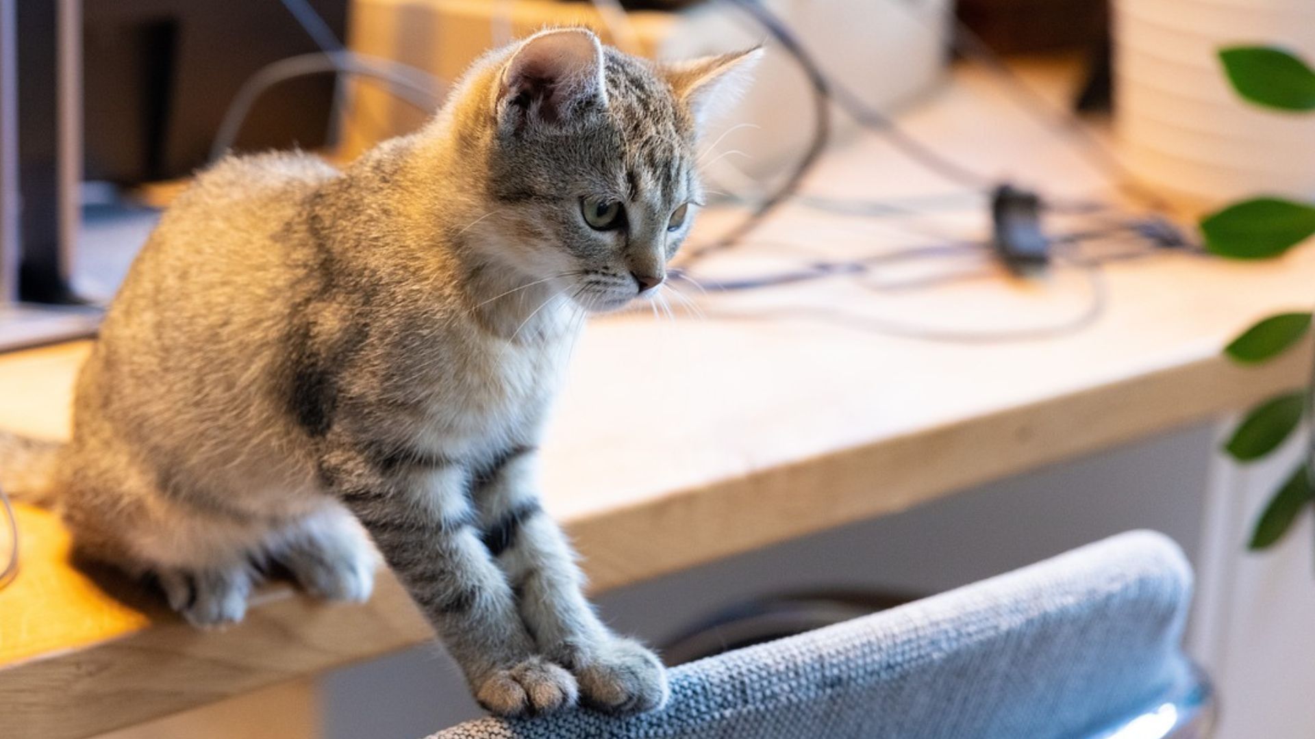 Si un gato se queda solo por más de un día, puede desarrollar ansiedad. (Pixabay)