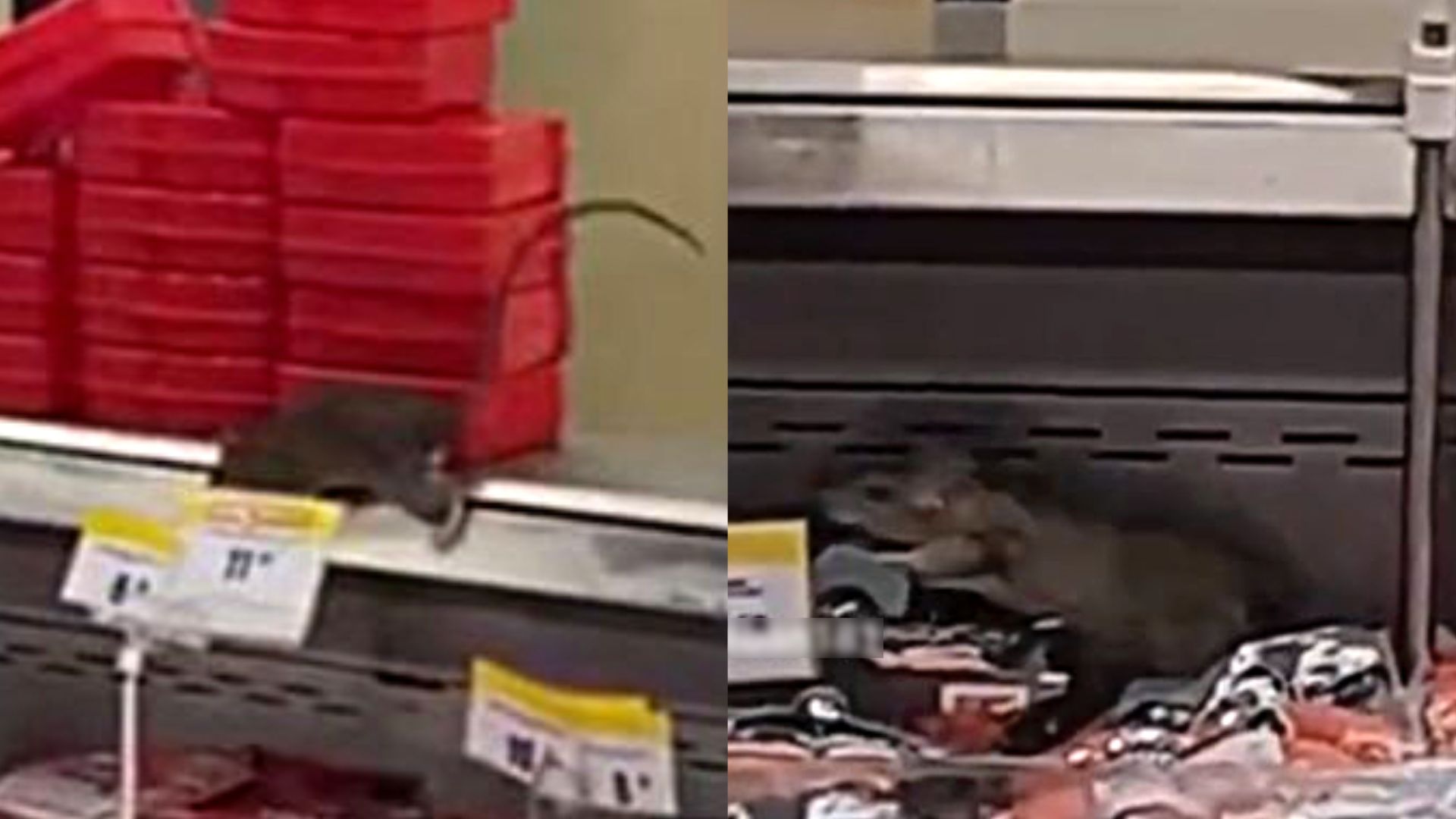 Graban a dos ratas gigantes en Metro y clientes piden que las autoridades se pronuncien. The video went viral on various social networks.  (capture)
